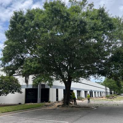 Tree Work | Center Point Business Complex