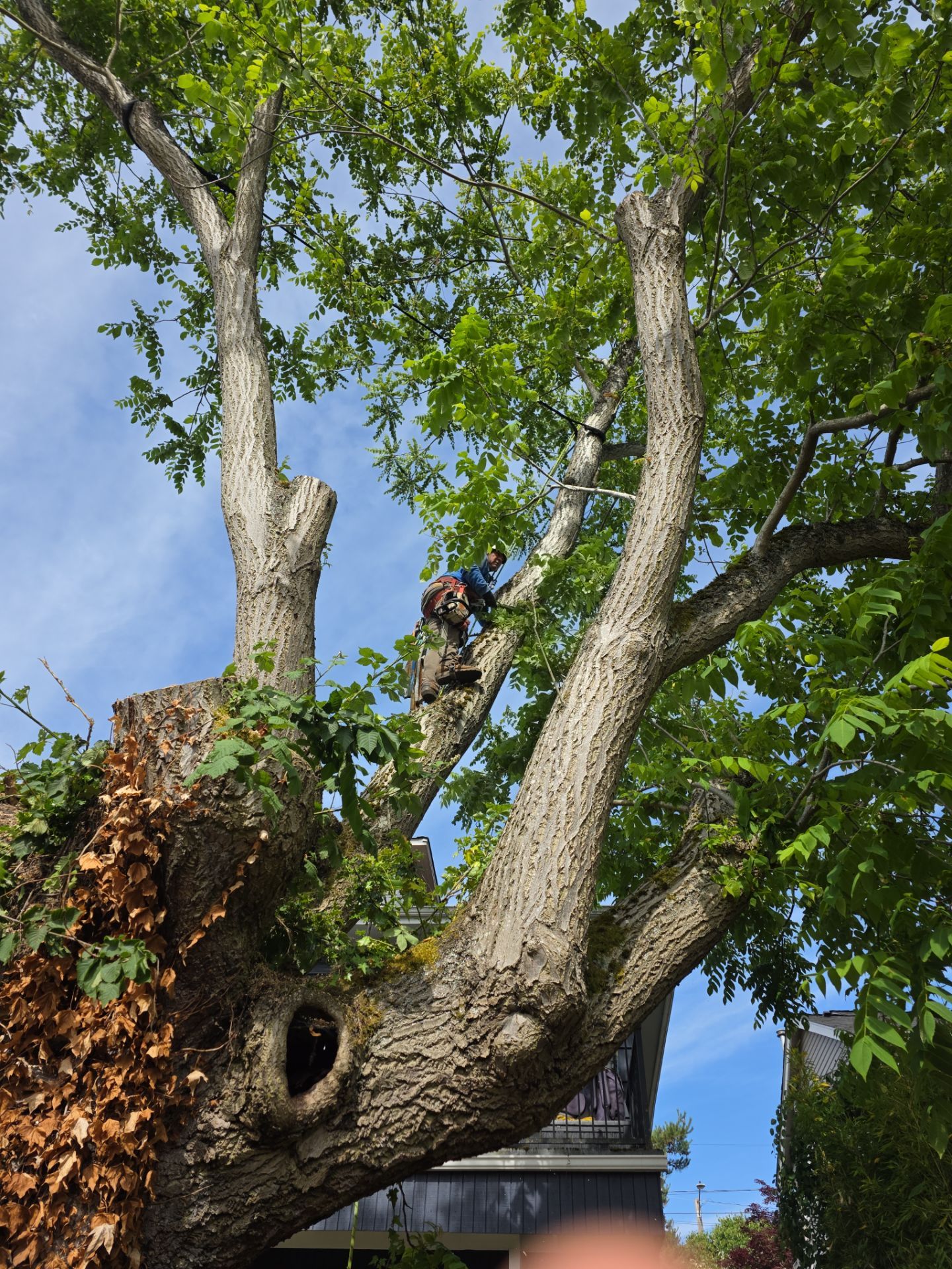 Seattle Hazard Tree Removal by Sound Tree Care LLC