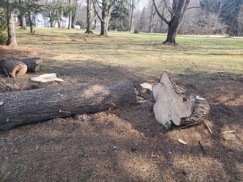 Tree Removal using Tree Removal by Mike Jones & Sons Tree Service LLC 