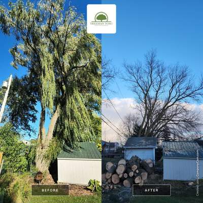 Tree removal of Large Willow