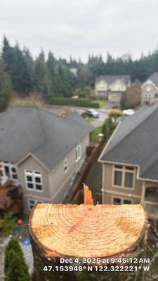 Removal of Dead Fir Trees in Puyallup Backyard for Safety and Clearance