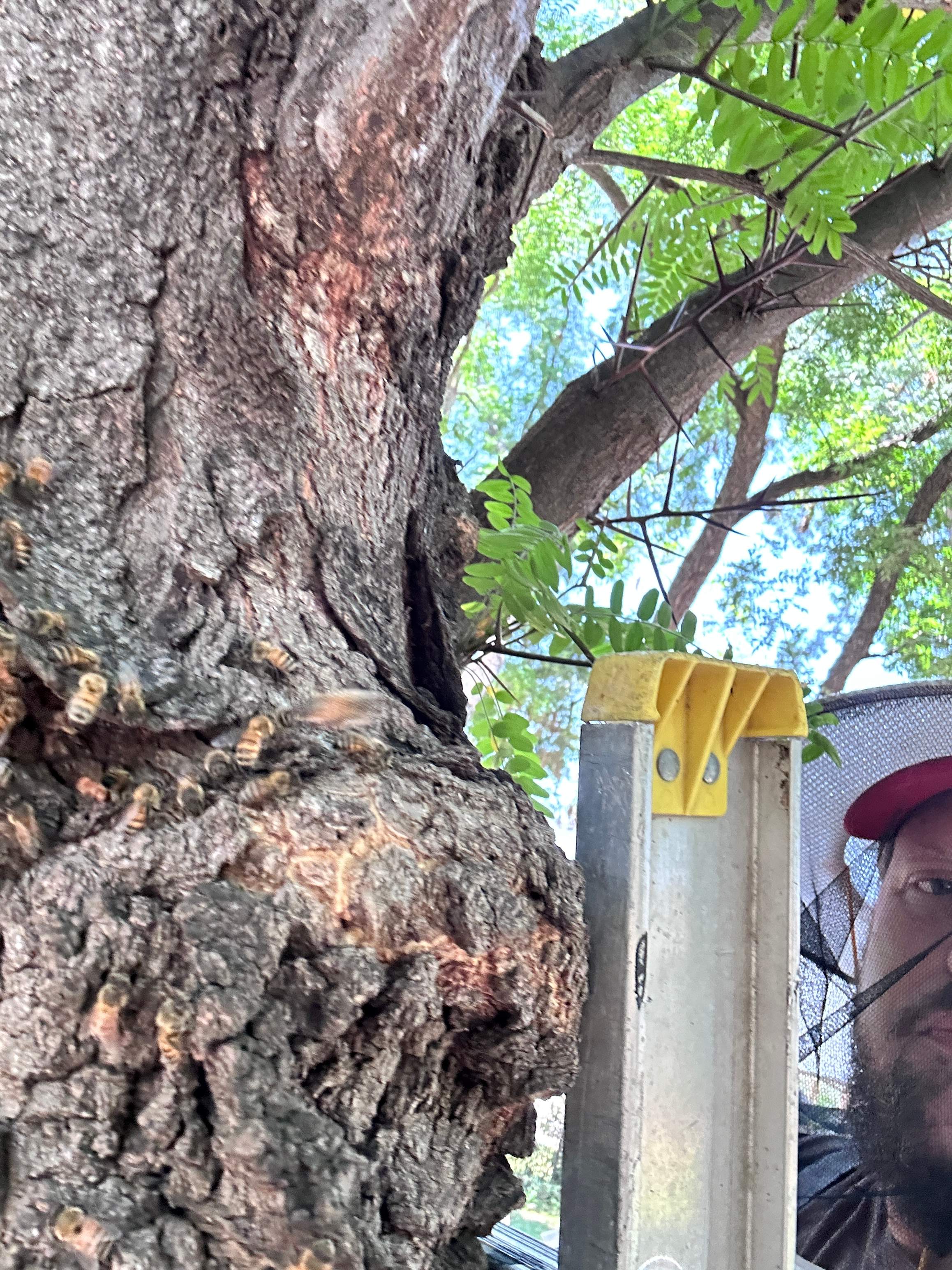 Two More Trees, One More Yard by Rockwall Honey Bee Company