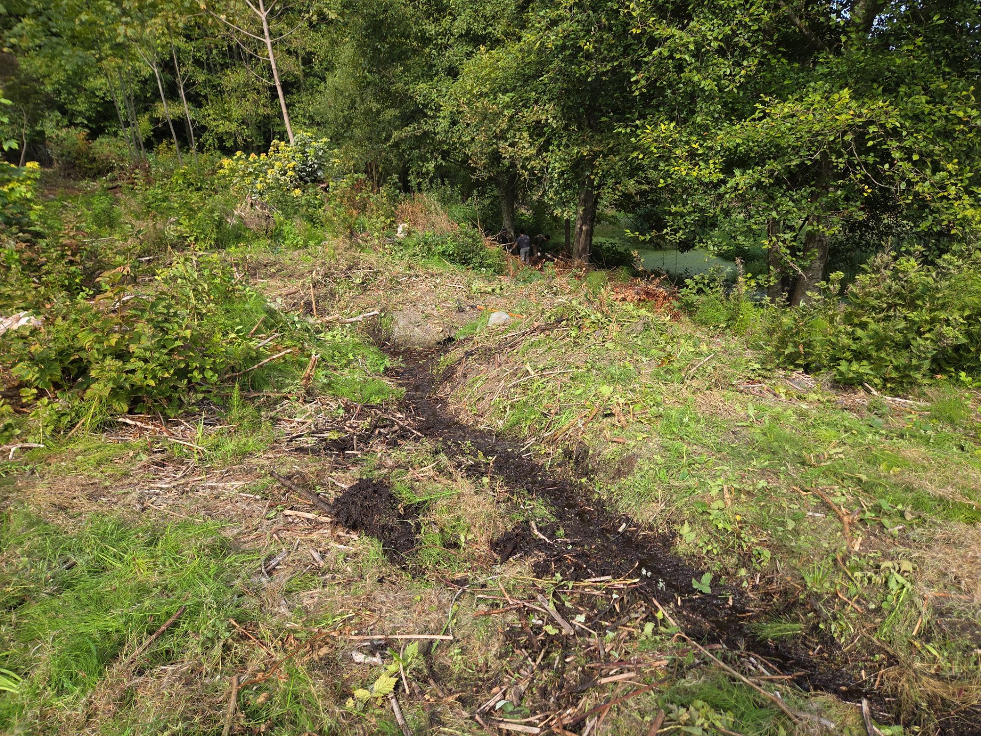 Island View - Ecological Restoration & Stewardship by Habanero Landscape Solutions