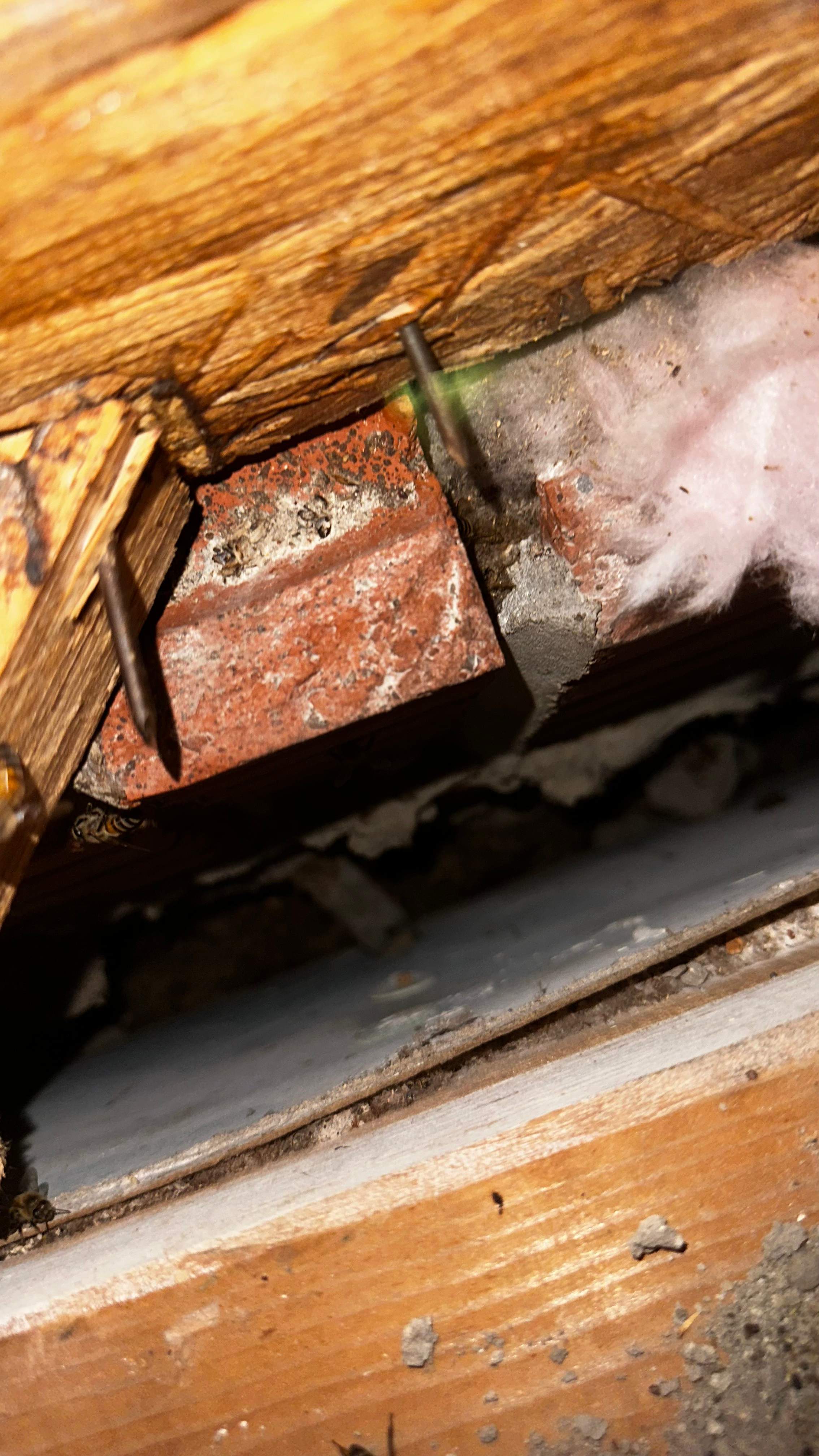 Feet Bees by Rockwall Honey Bee Company