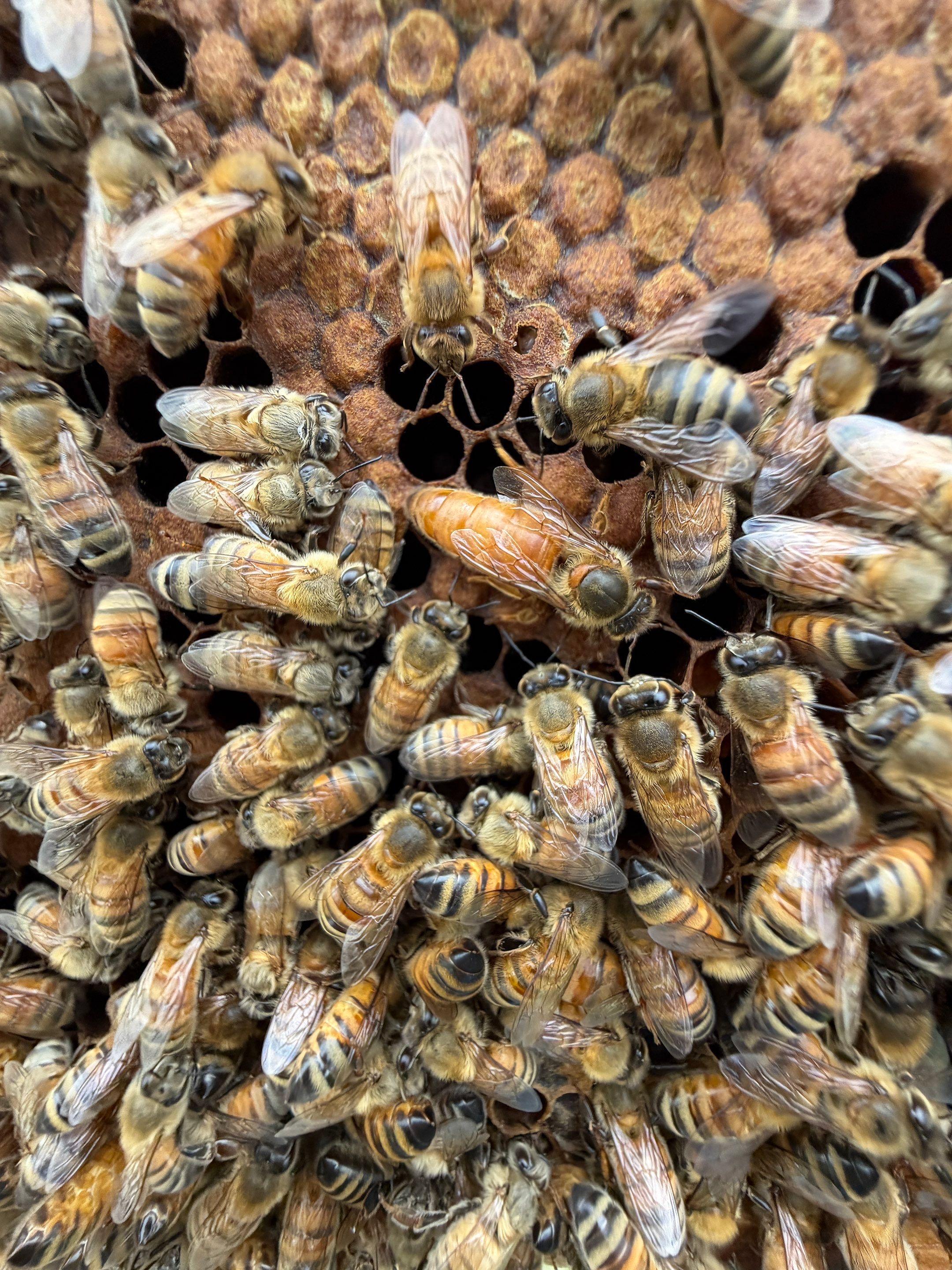 Exemption in Royse City, TX by Rockwall Honey Bee Company