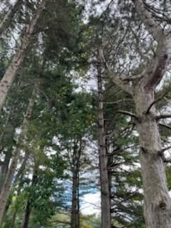 Tree Removal using Tree Removal by Mike Jones & Sons Tree Service LLC 