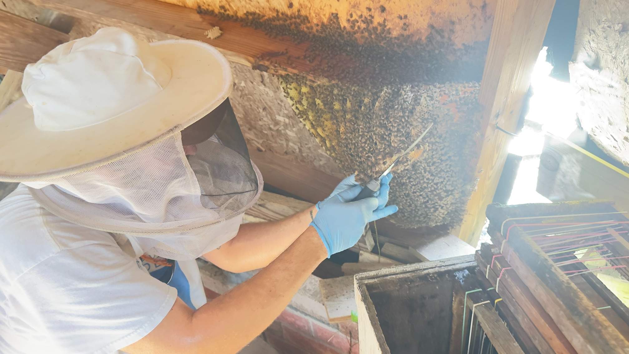 Open Air Garage Beesli by Rockwall Honey Bee Company