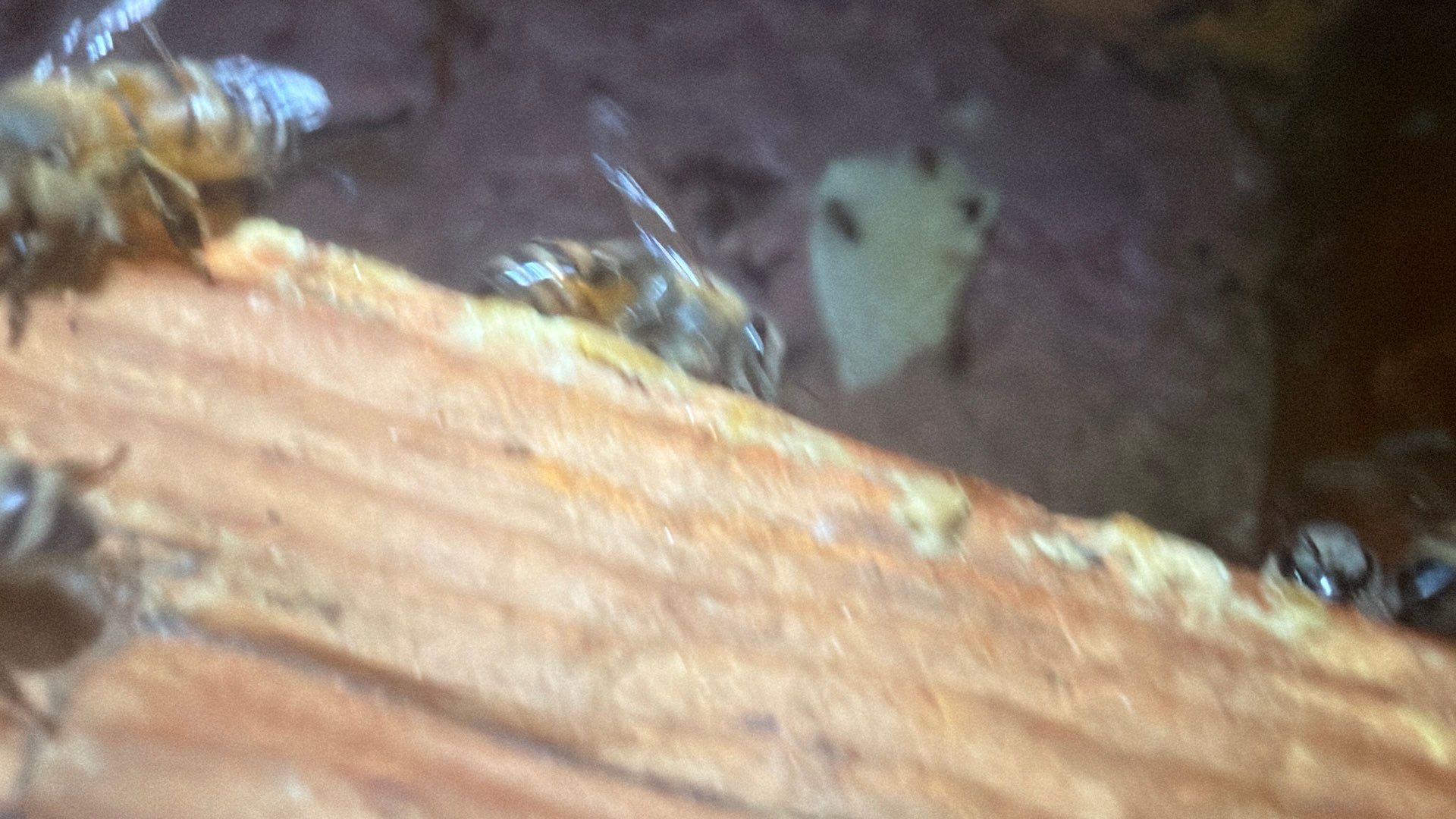 Kitchen ceiling bees by Rockwall Honey Bee Company