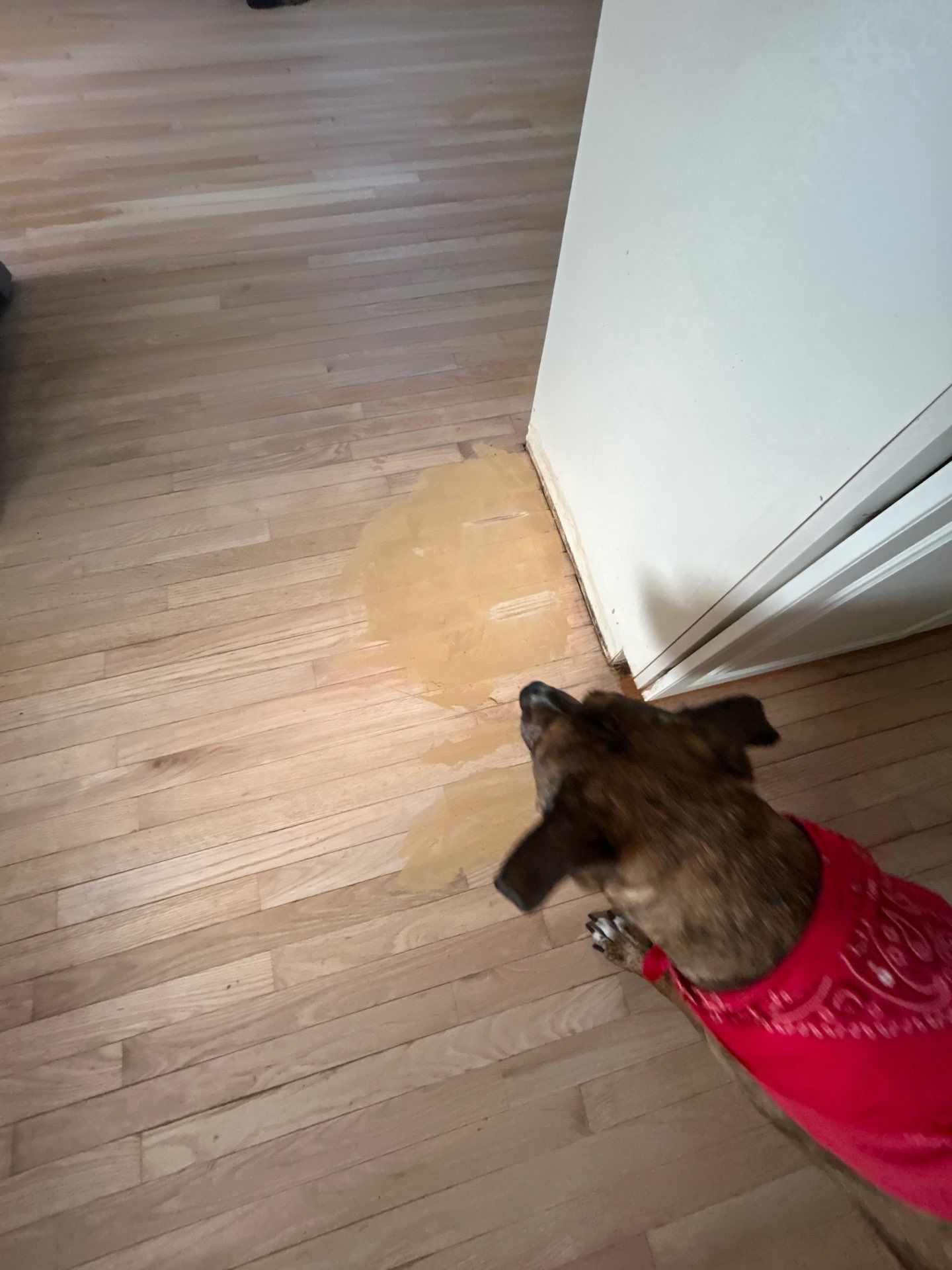Hardwood Refinish Project in Crestwood by Footprints Floors Kentucky