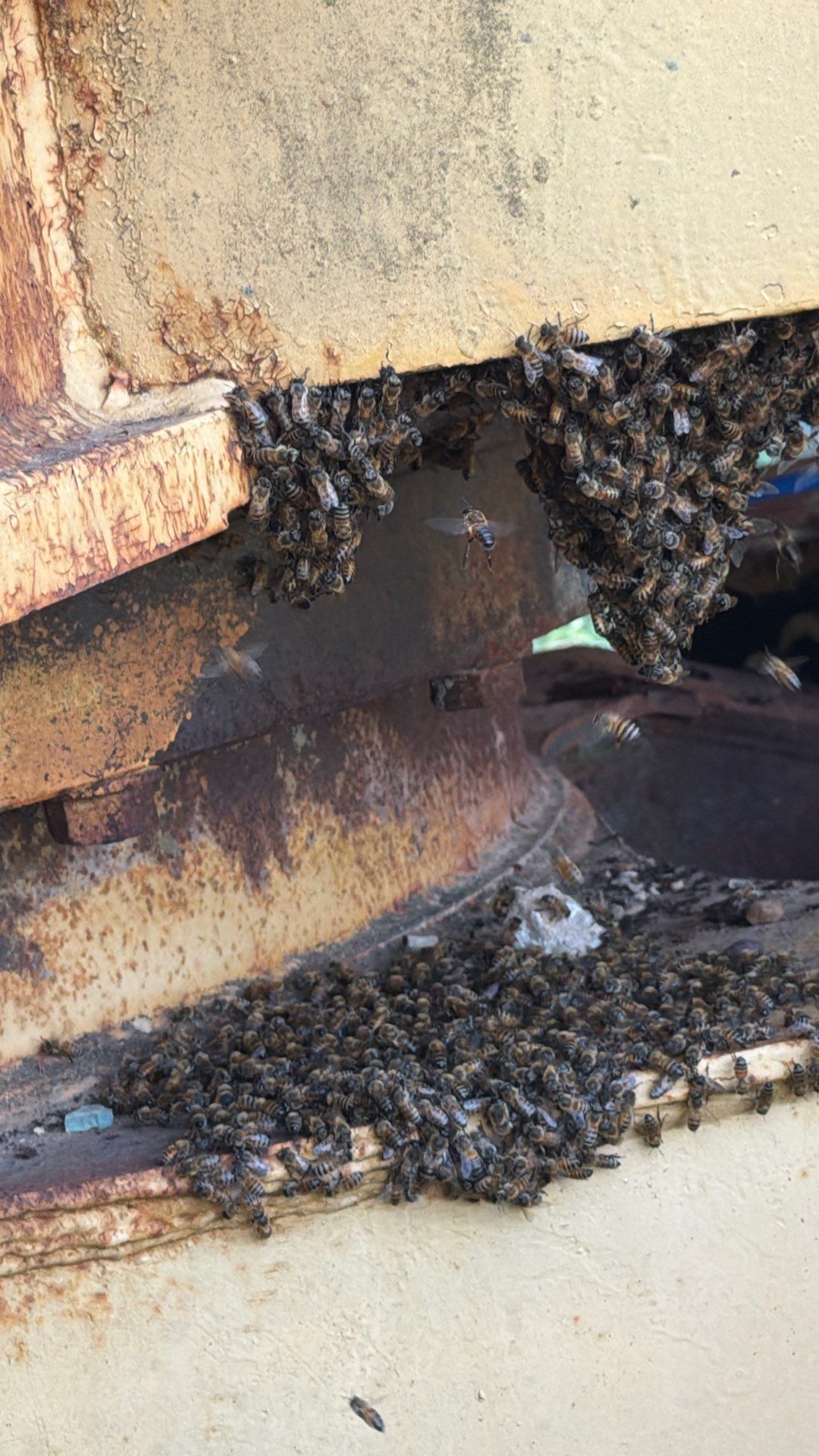 Backhoe Bees by Rockwall Honey Bee Company