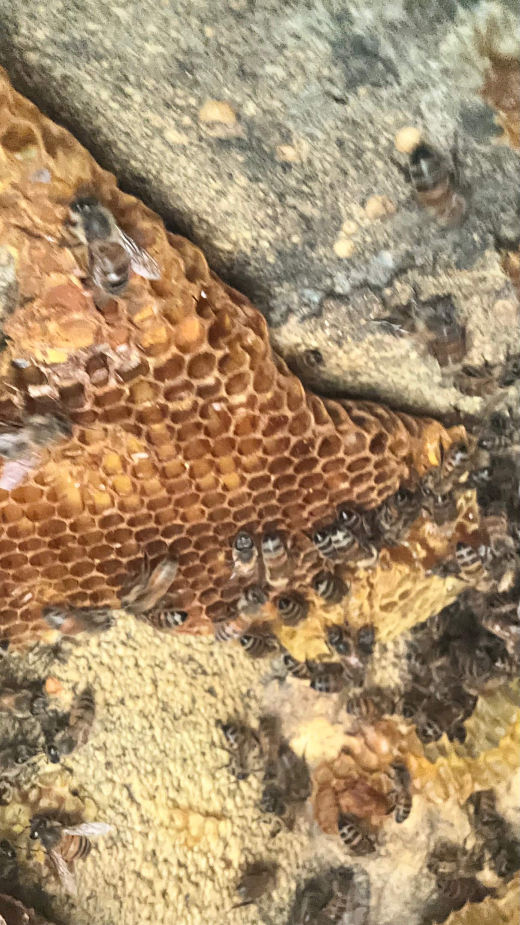 Art Gallery by Rockwall Honey Bee Company