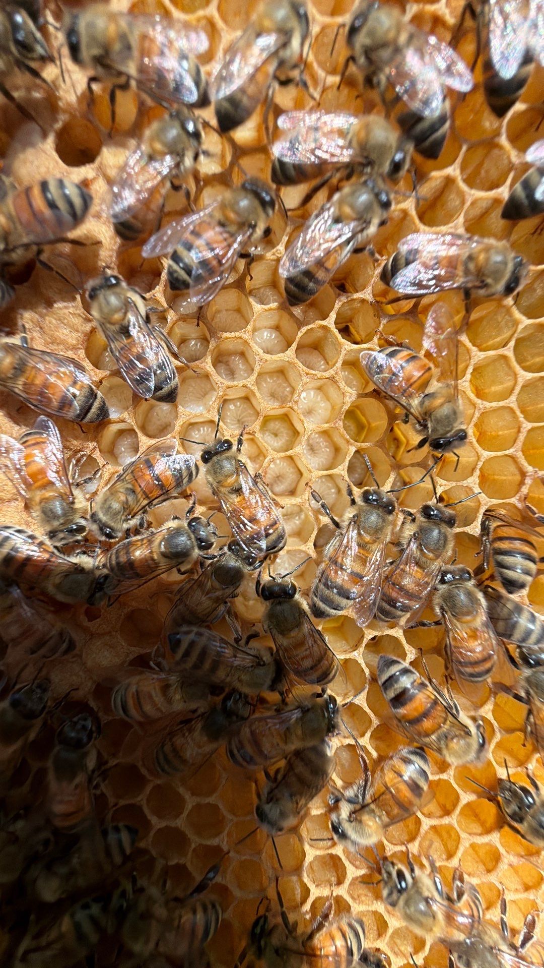 Happy Parking Lot Bee Hive by Rockwall Honey Bee Company