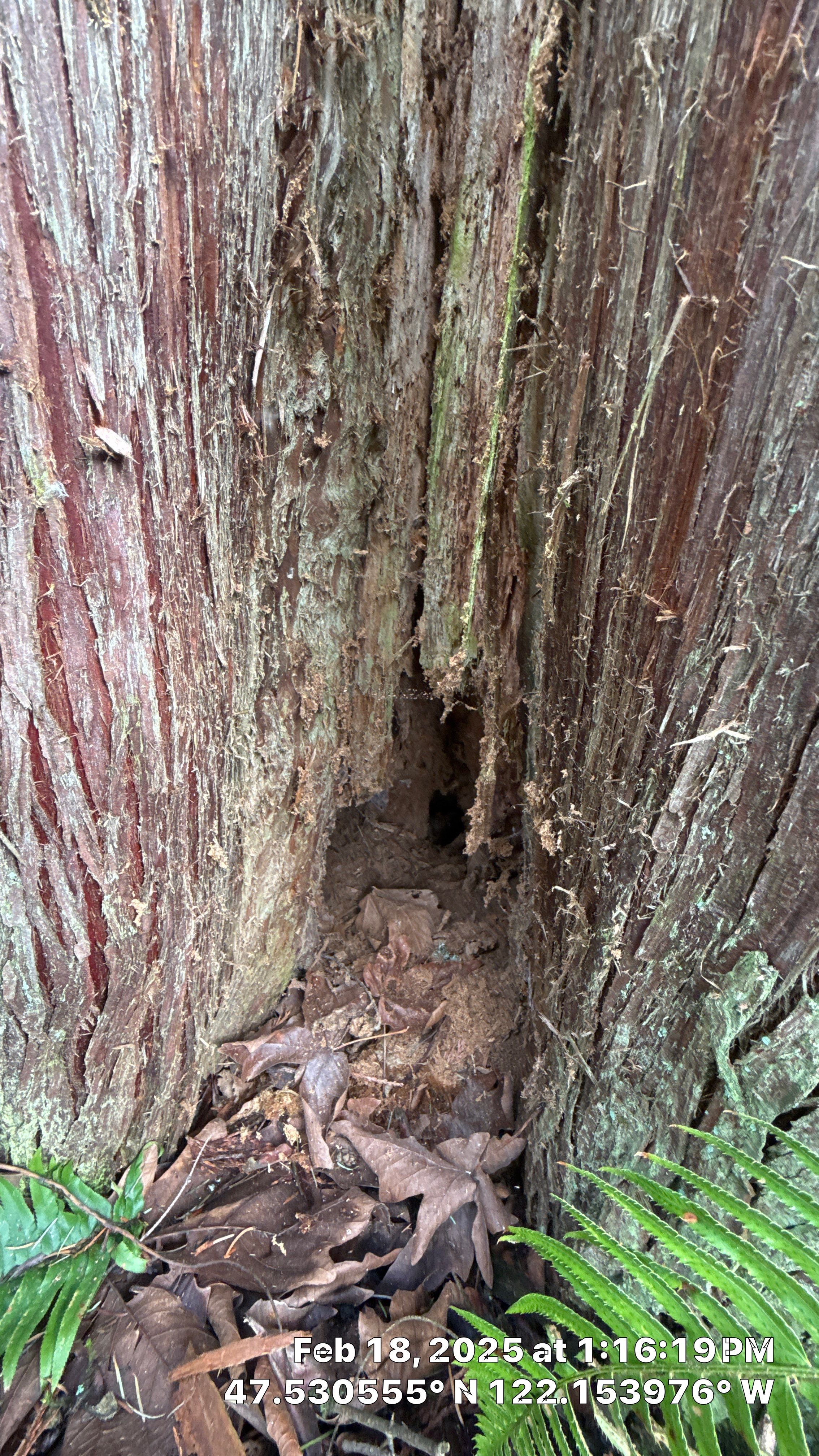 🌲 Newcastle HOA Arborist Report by Sound Tree Care LLC