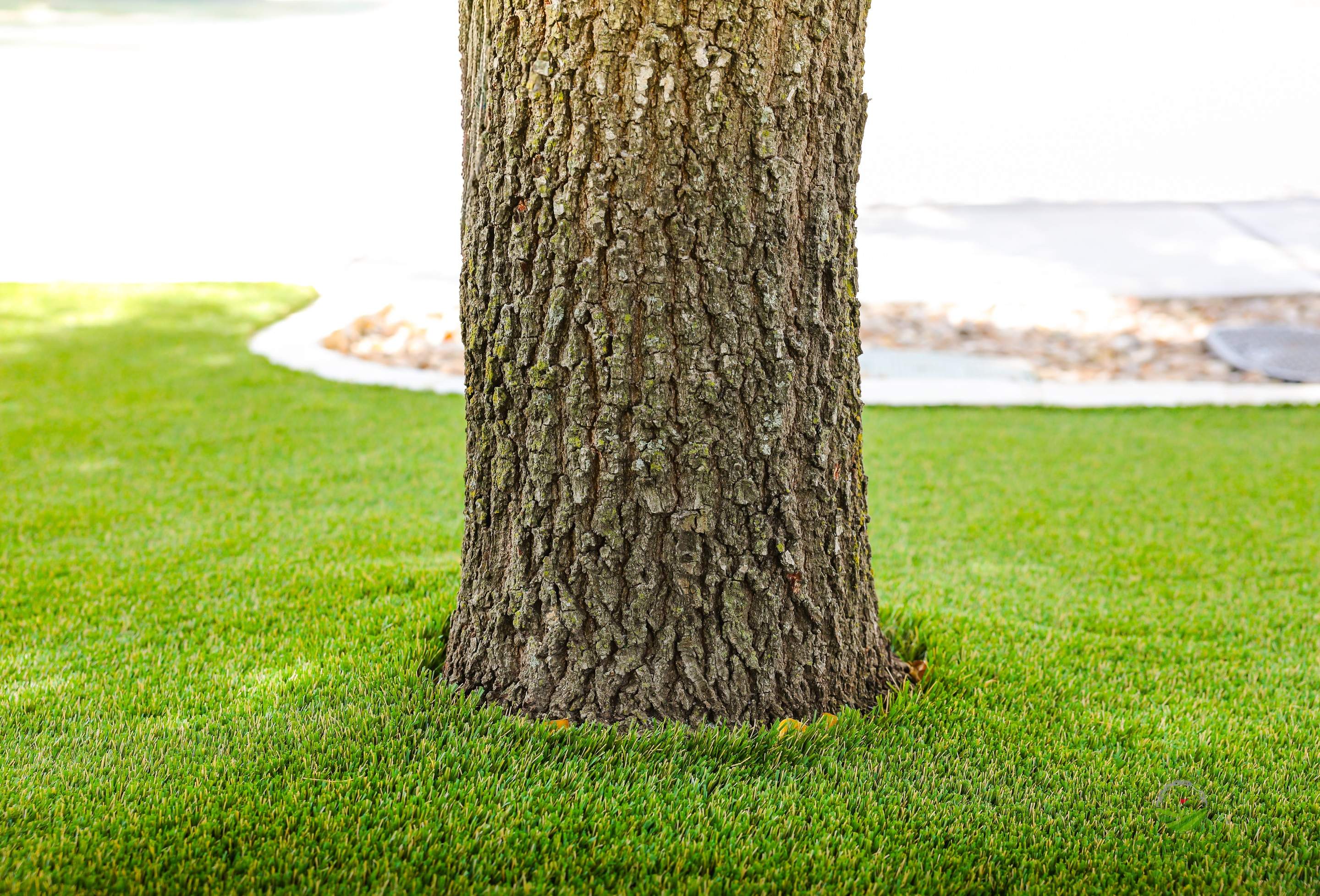 Wortham Oaks, San Antonio Tx. by Hole In One Lawns, LLC