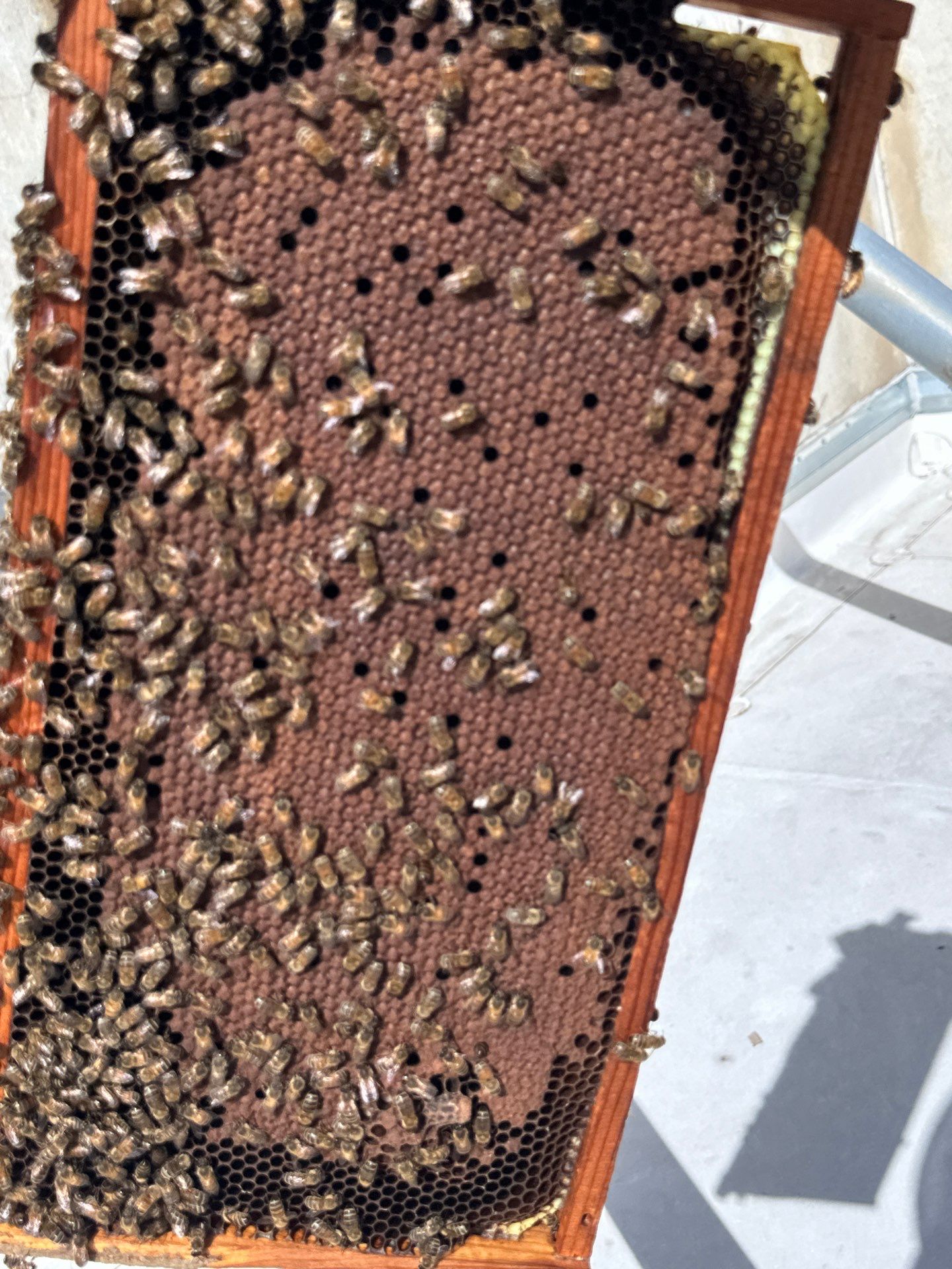 Anchovies on your Apiary by Rockwall Honey Bee Company