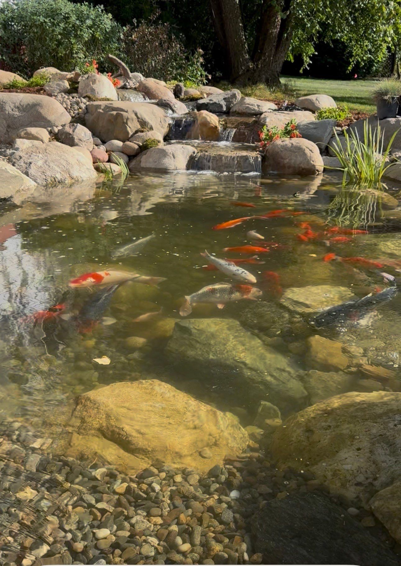 NEW 13’x18’x3' koi pond with 8' waterfall and lots of extra features by Wicked Water Gardens