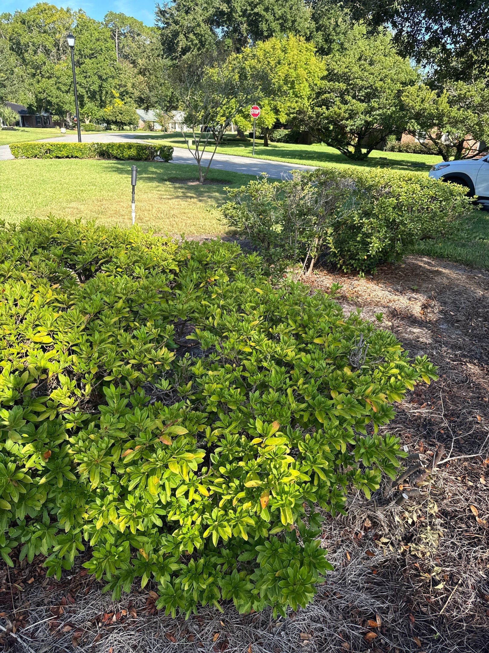 Deerwood Community | Island Landscape Replacement by ProGreen Services