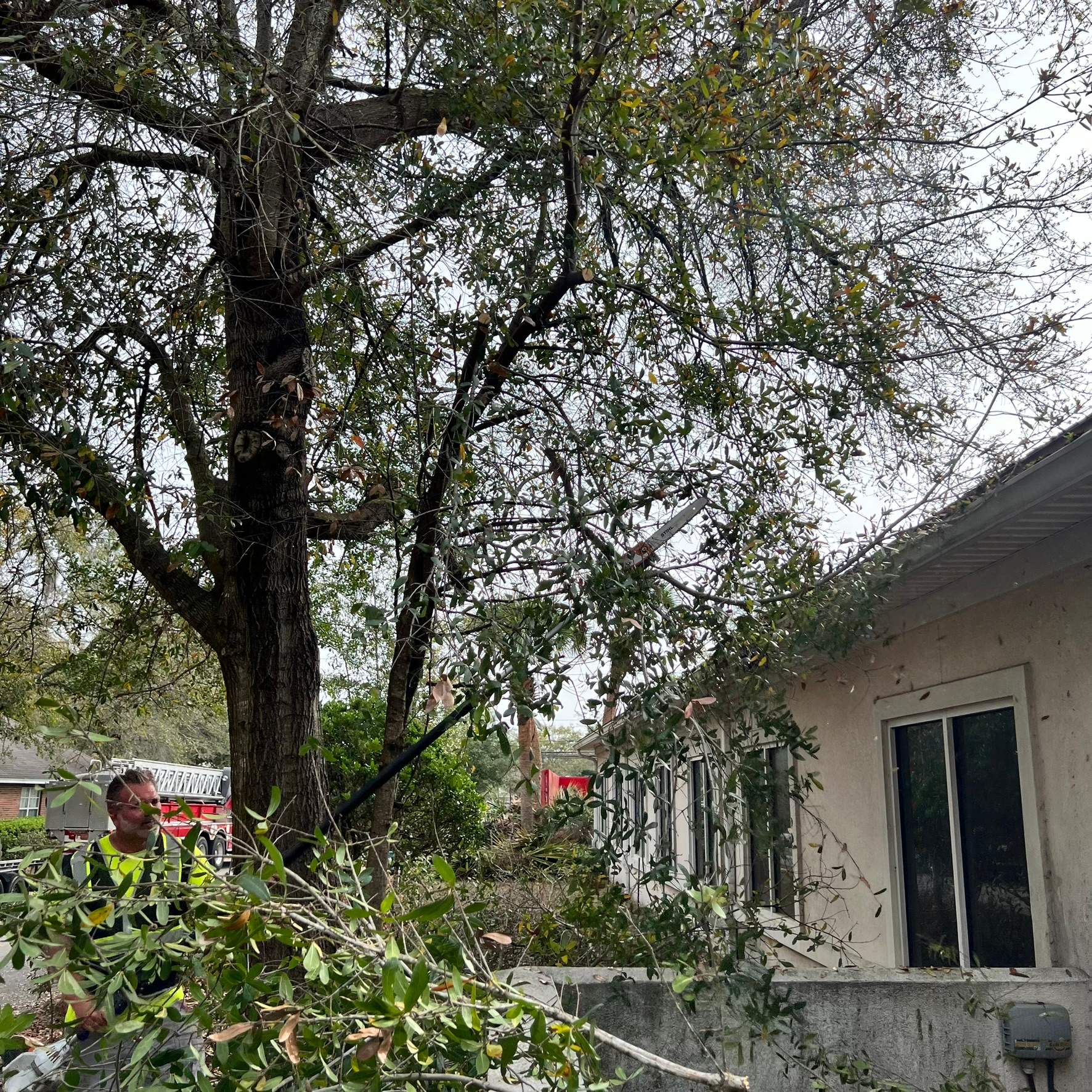 Tree Work | Great Expressions Dental by ProGreen Services