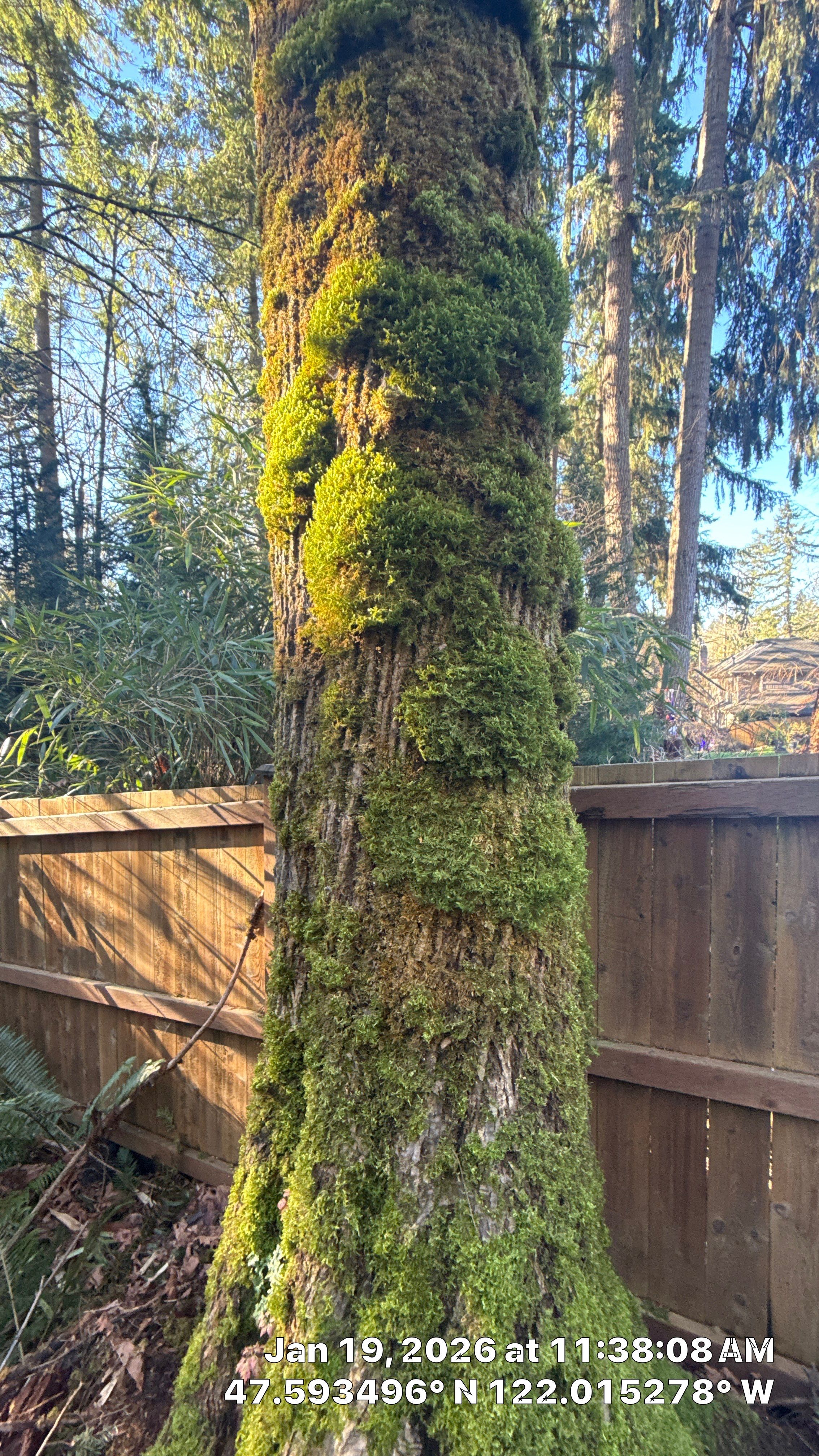 Bigleaf Maple Tree Removal in Sammamish by Sound Tree Care LLC