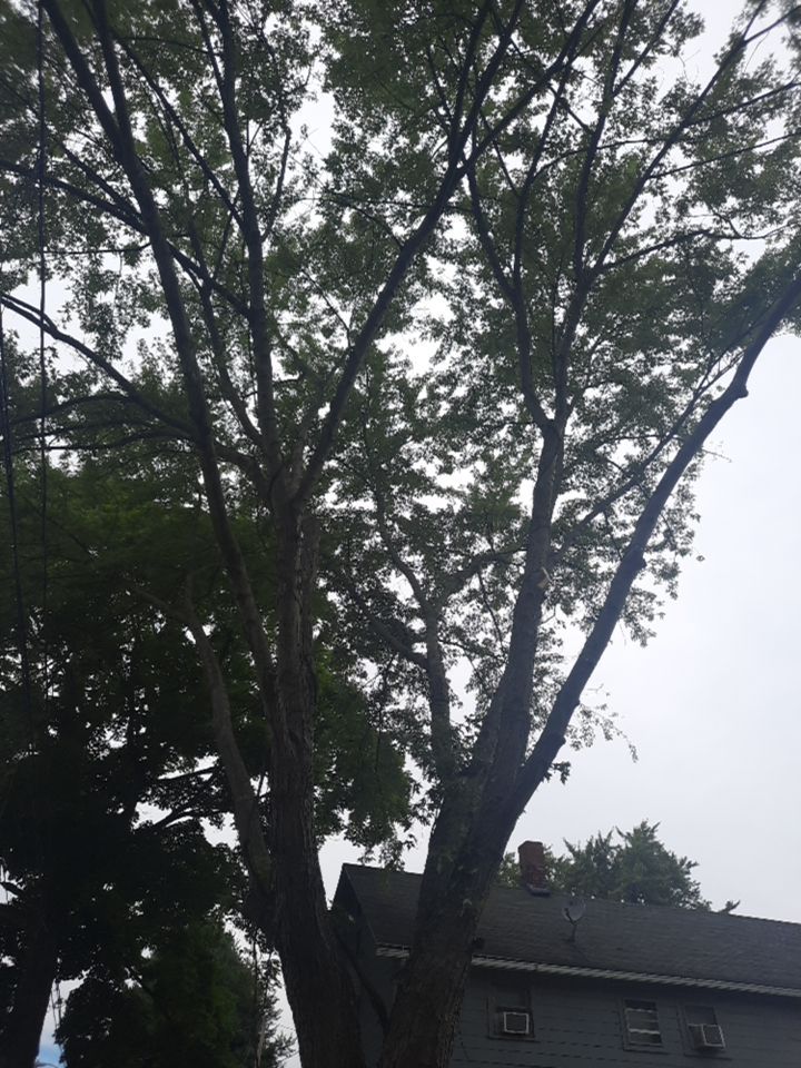 Tree Removal using Tree Removal by Mike Jones & Sons Tree Service LLC 