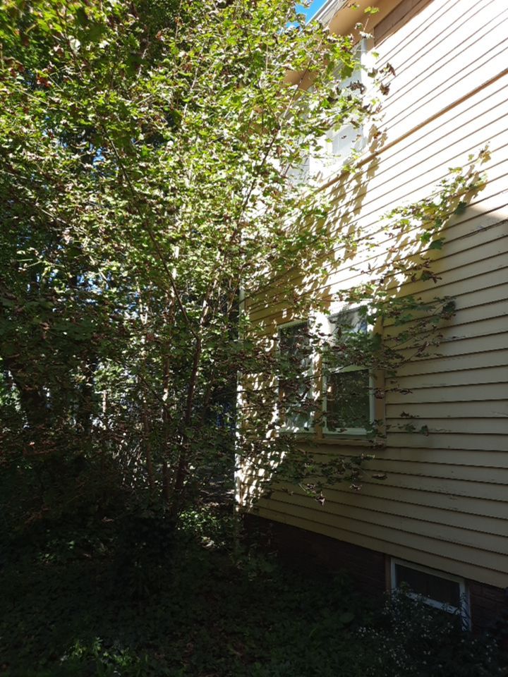 Tree Removal using Tree Removal by Mike Jones & Sons Tree Service LLC 