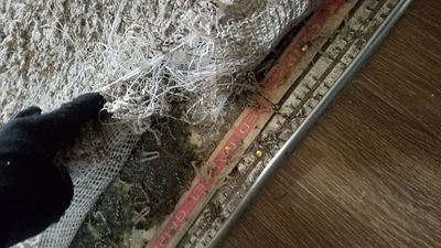 Carpet Repair for Dog Damage