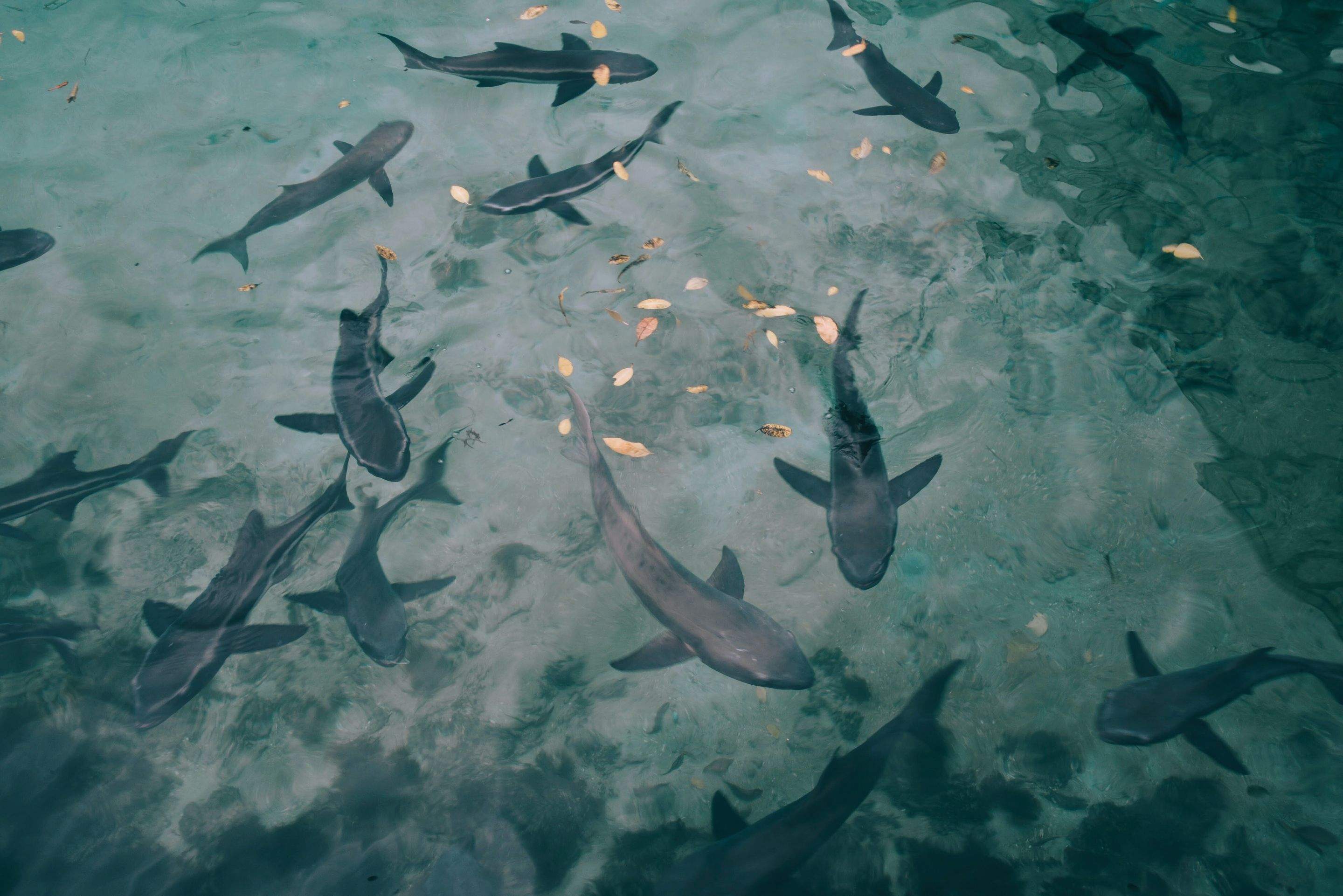 Sharks!!! by CompanyCam