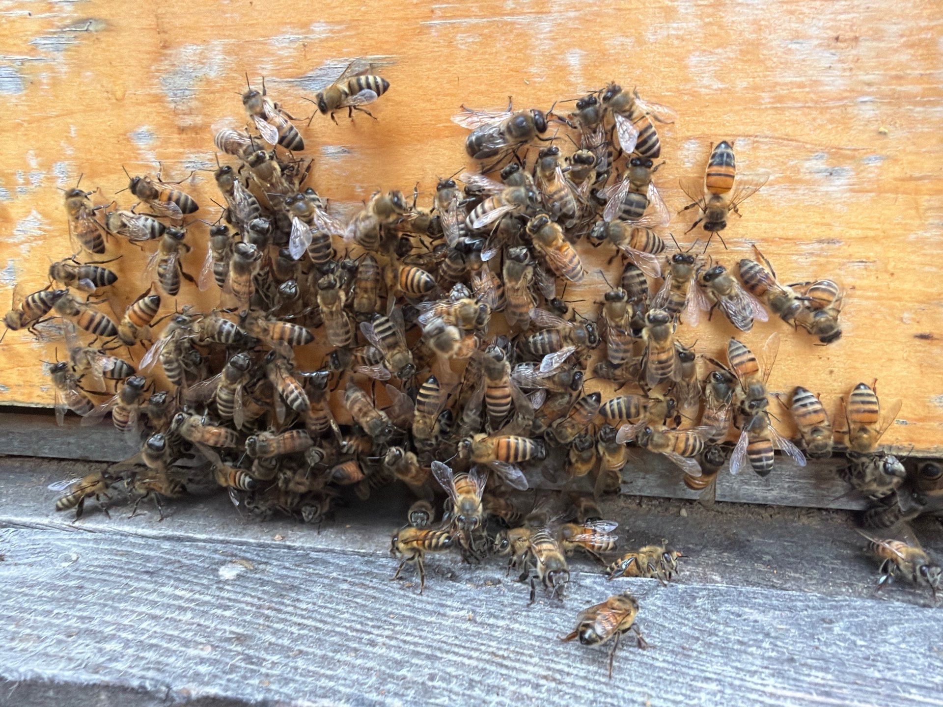 Urban Beekeeping in Dallas by Rockwall Honey Bee Company