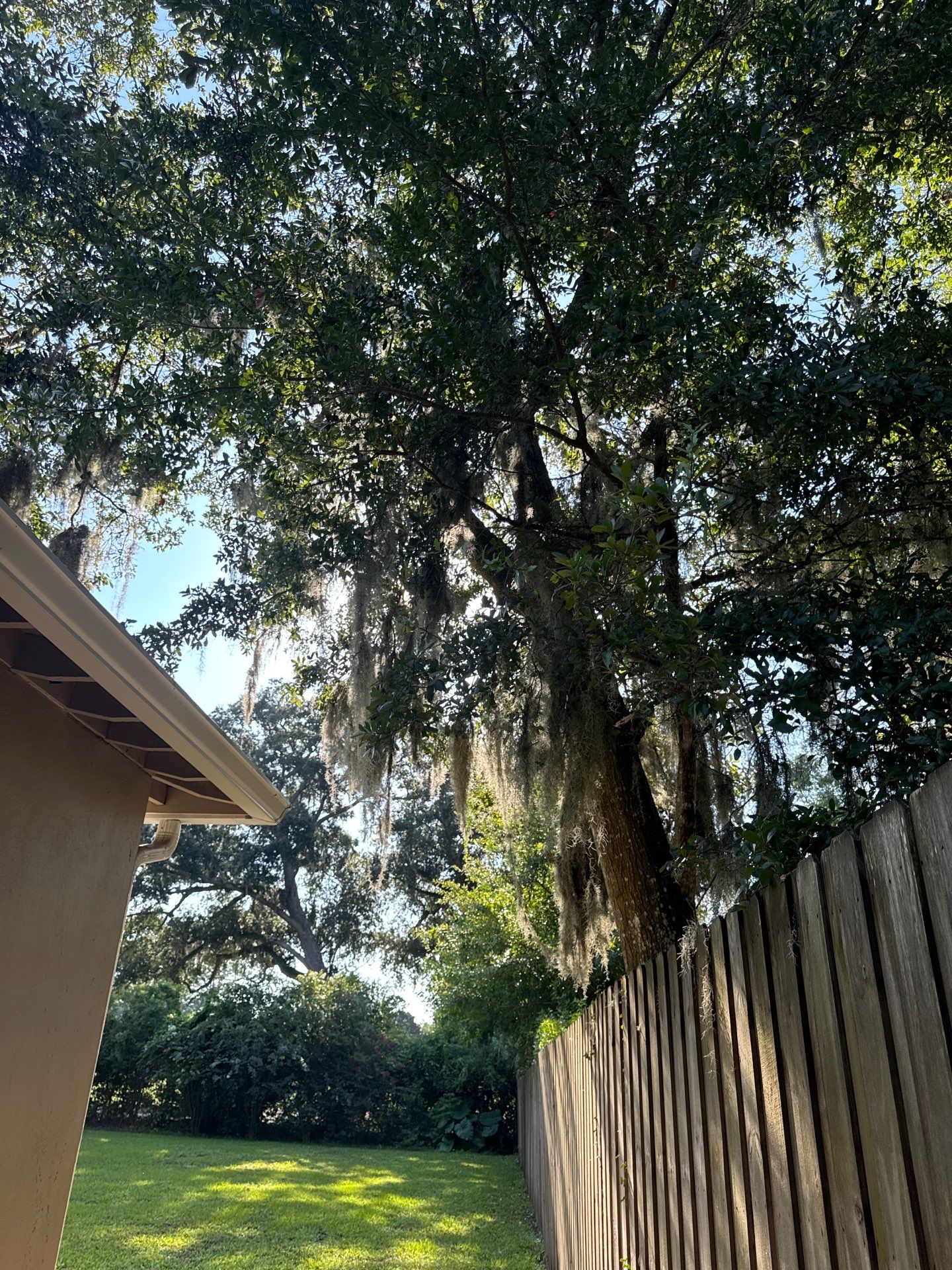 Residential | Tree Trimming  by ProGreen Services