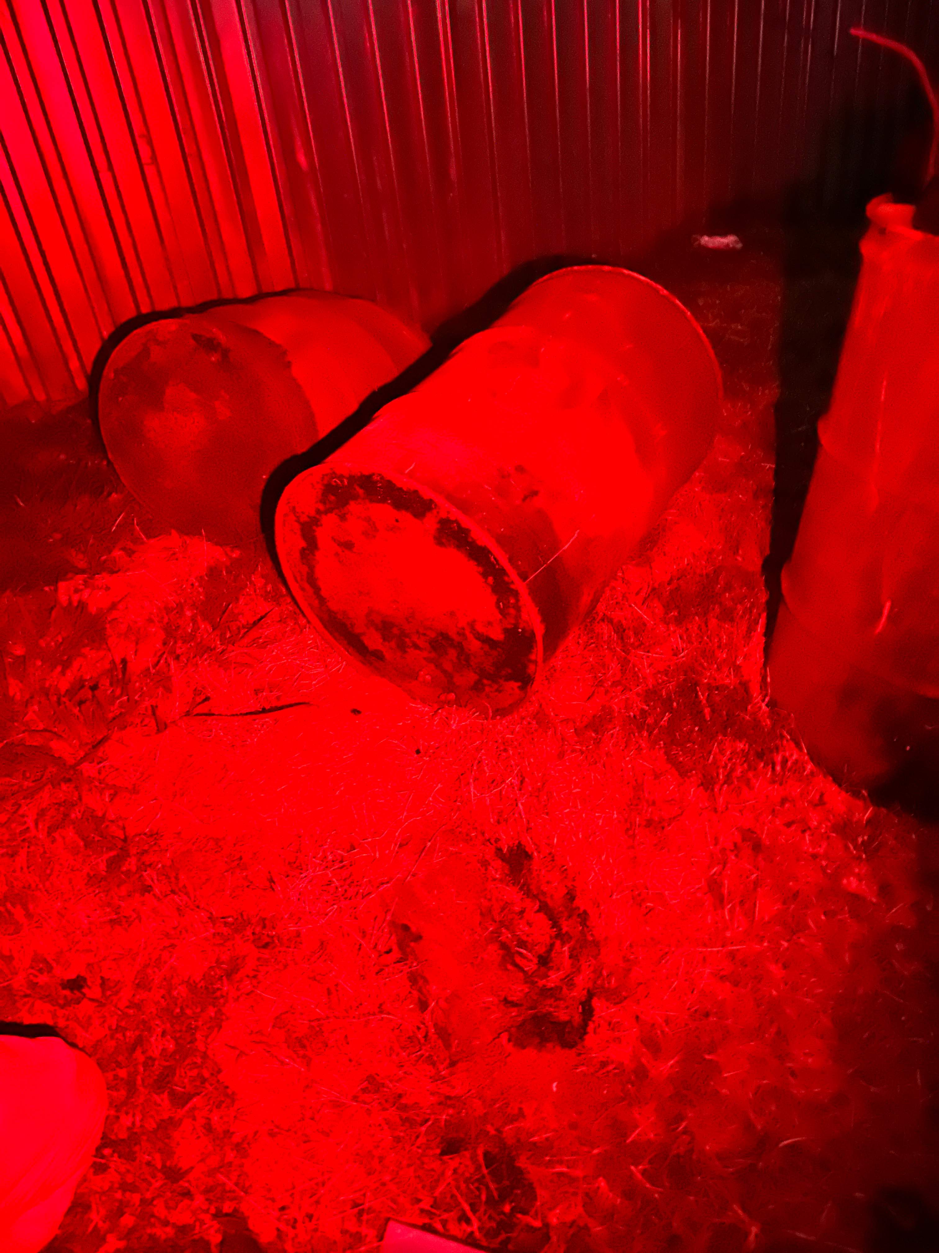 Bumblebees! by Rockwall Honey Bee Company