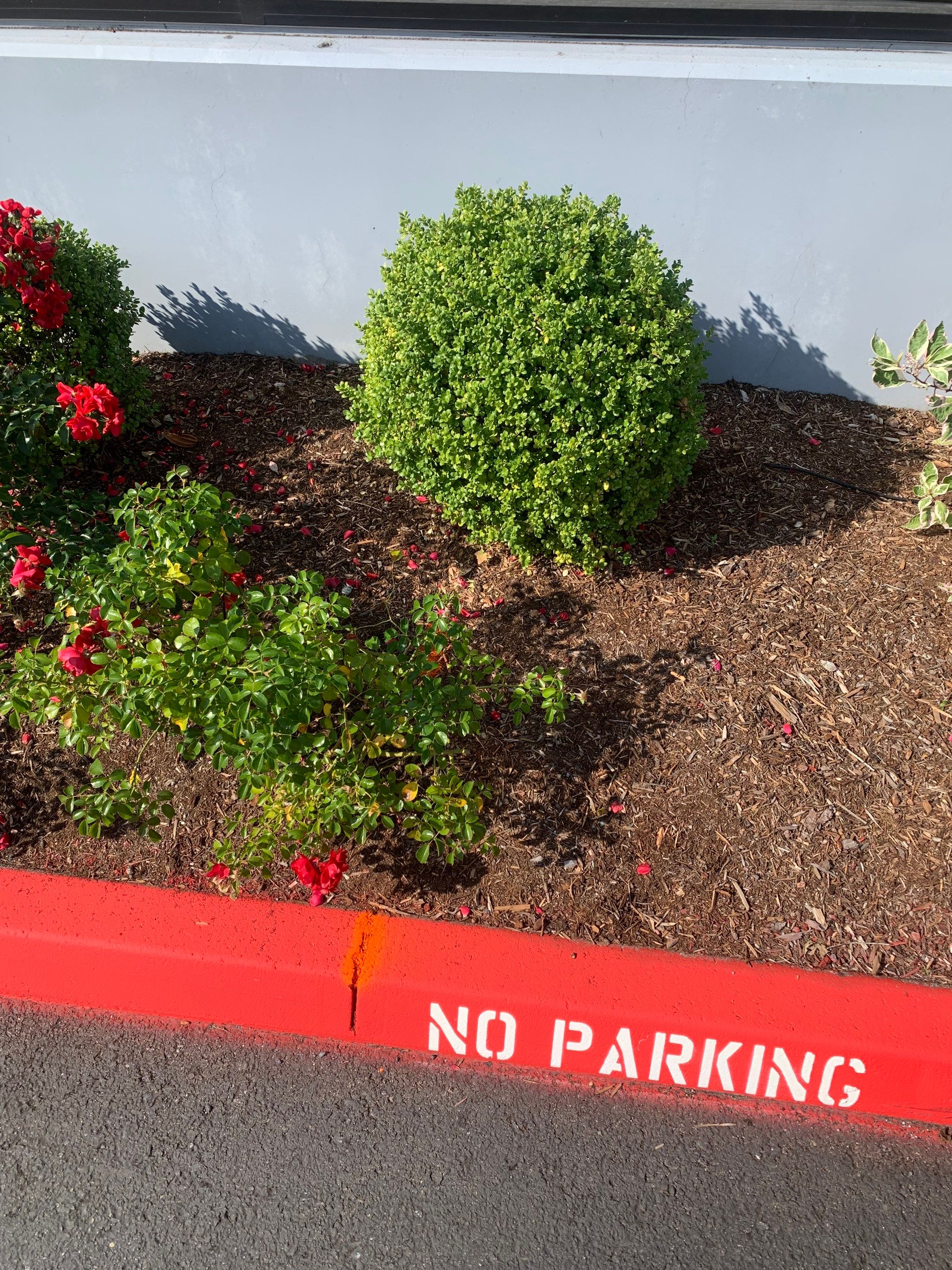 Access Laser Company/Commercial  by Jireh Asphalt & Concrete Inc 