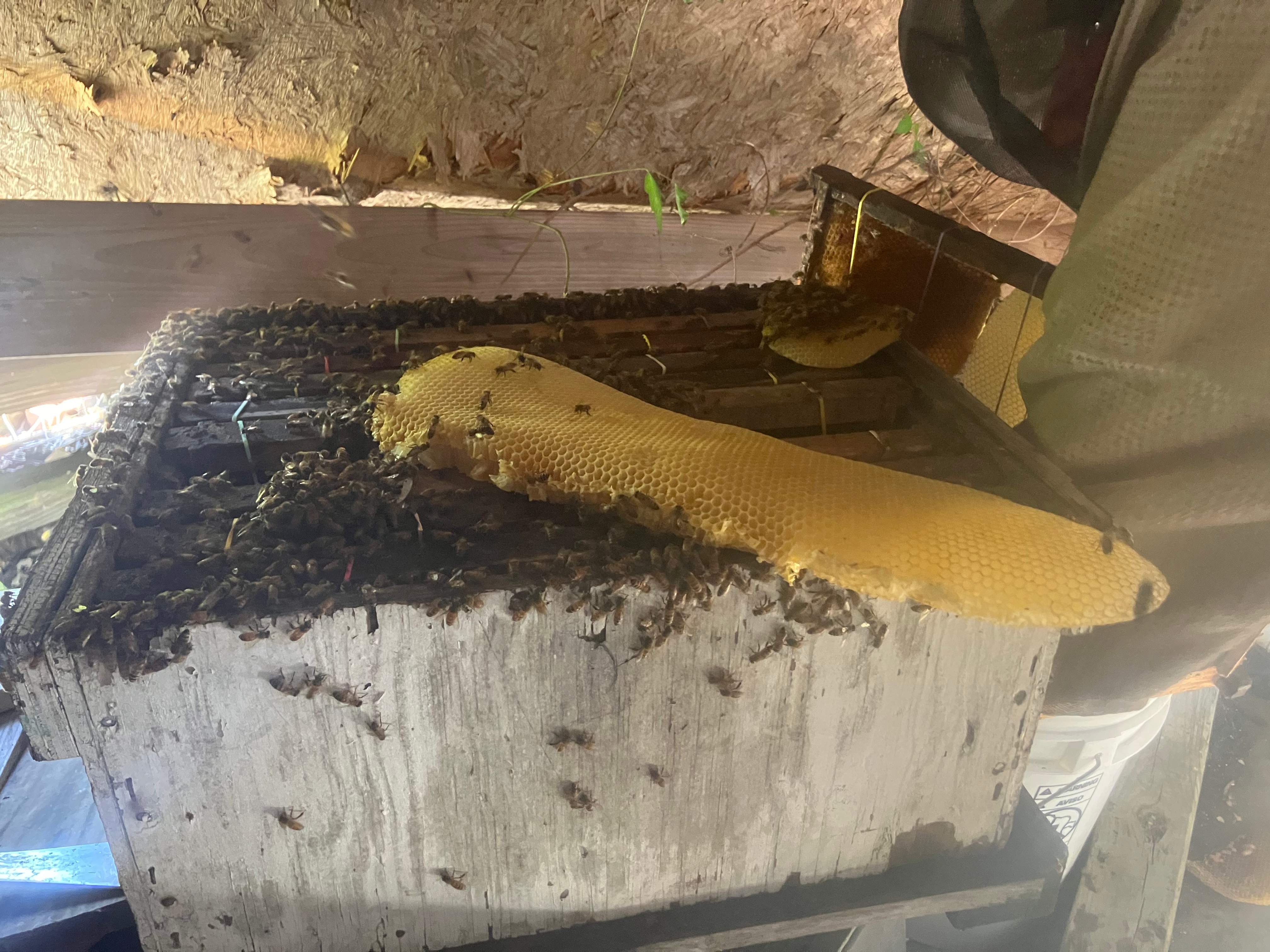 Open Air Garage Beesli by Rockwall Honey Bee Company