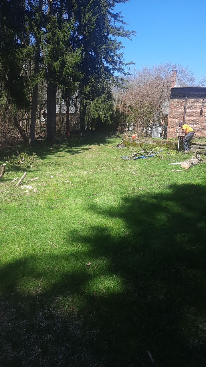 Tree Removal using Tree Removal by Mike Jones & Sons Tree Service LLC 