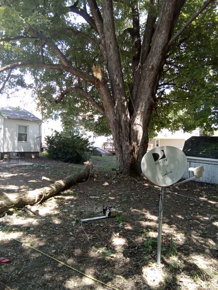 Storm Damaged Tree Removal  using Tree Removal by Mike Jones & Sons Tree Service LLC 