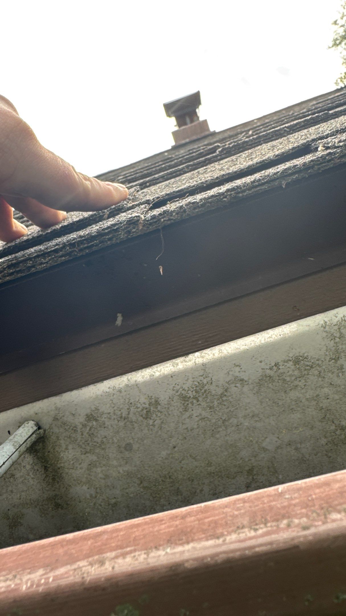 Roof Replacement using Owens Corning Summer Harvest by 180 Contractors