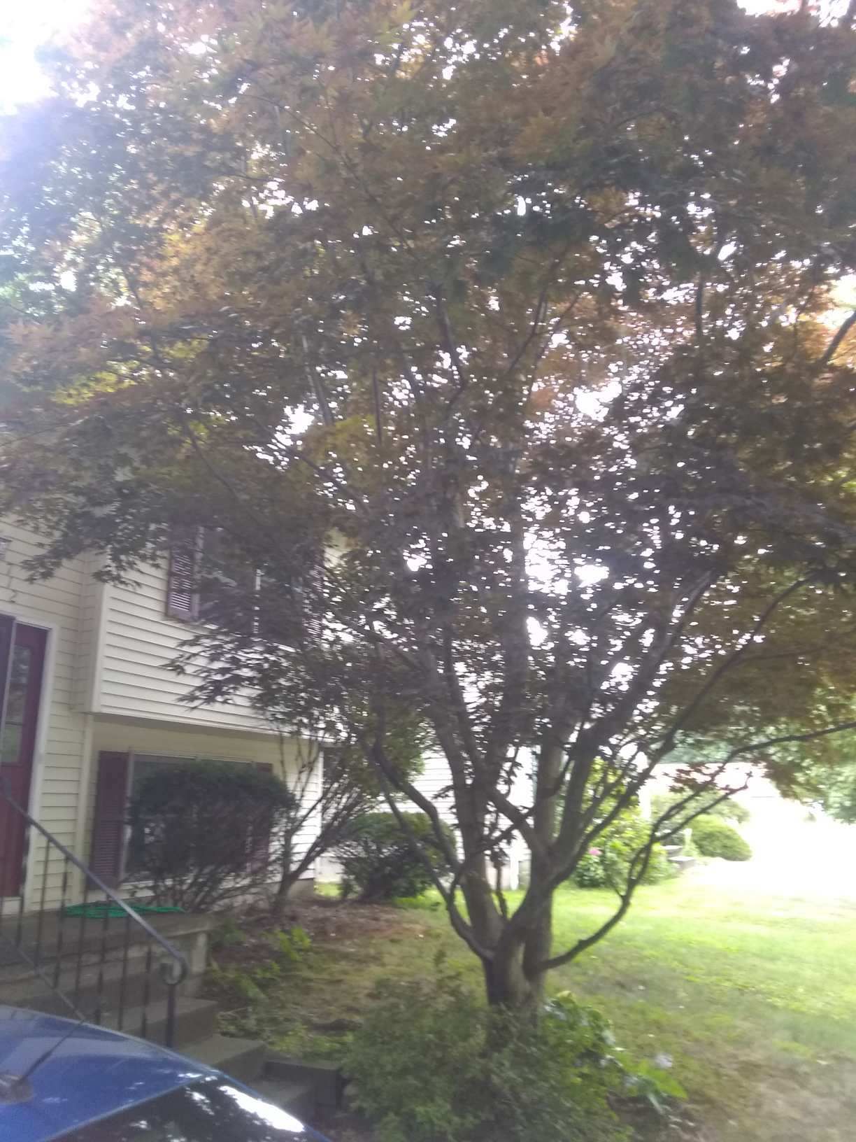 Tree Removal using Tree Removal by Mike Jones & Sons Tree Service LLC 