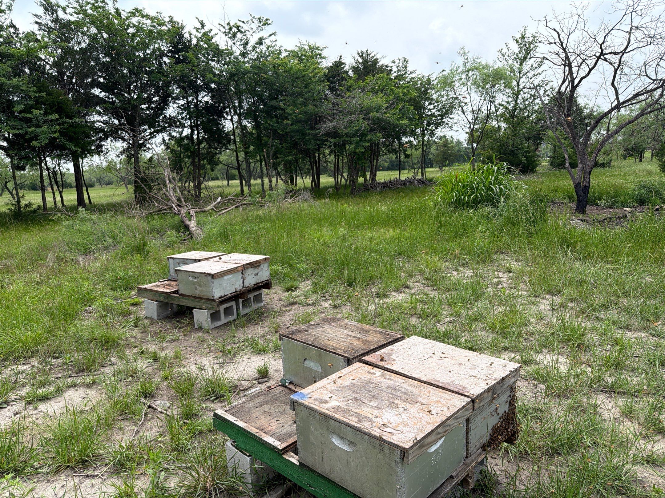 Exemption in Royse City, TX by Rockwall Honey Bee Company