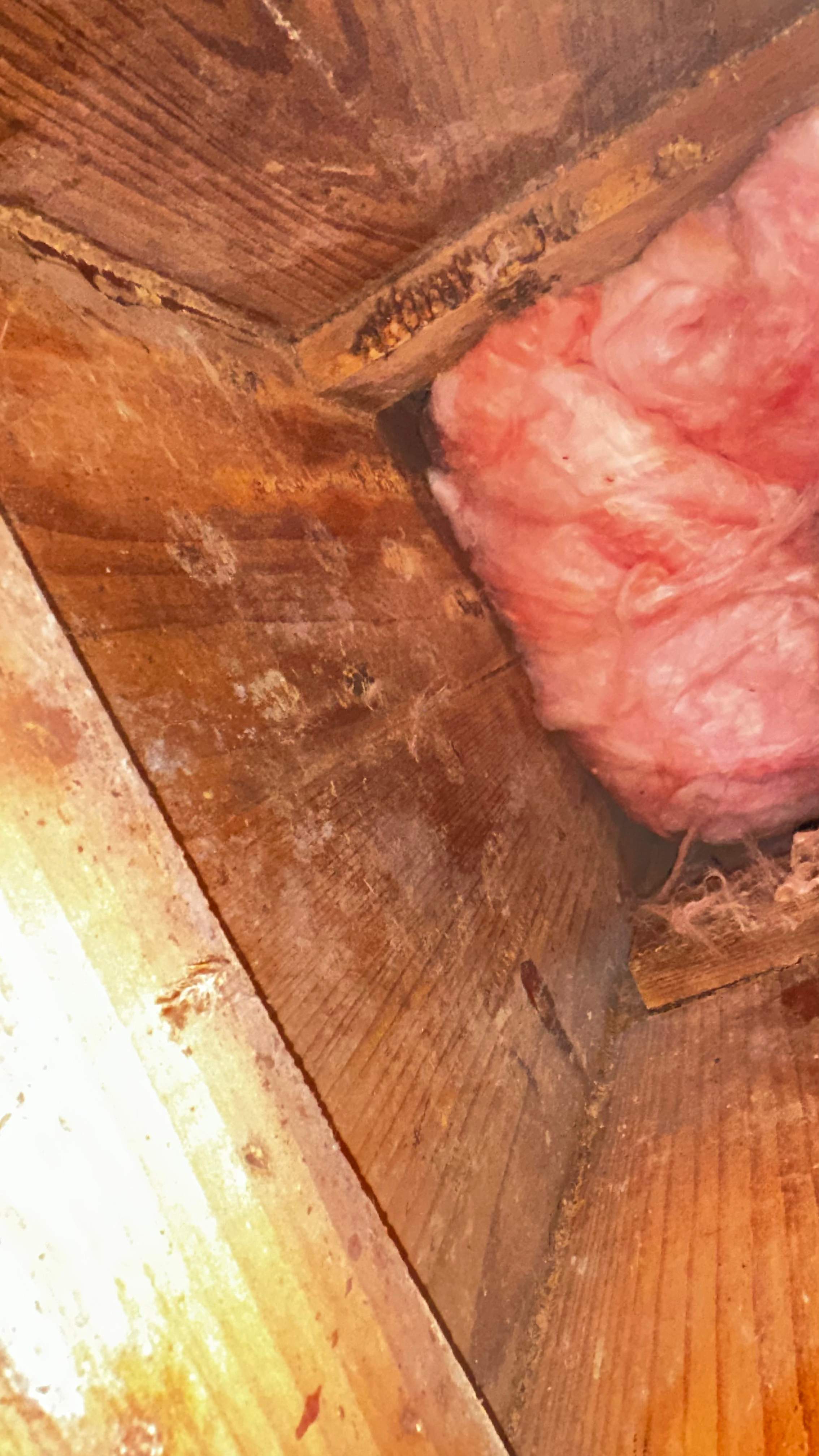 Column Bees by Rockwall Honey Bee Company