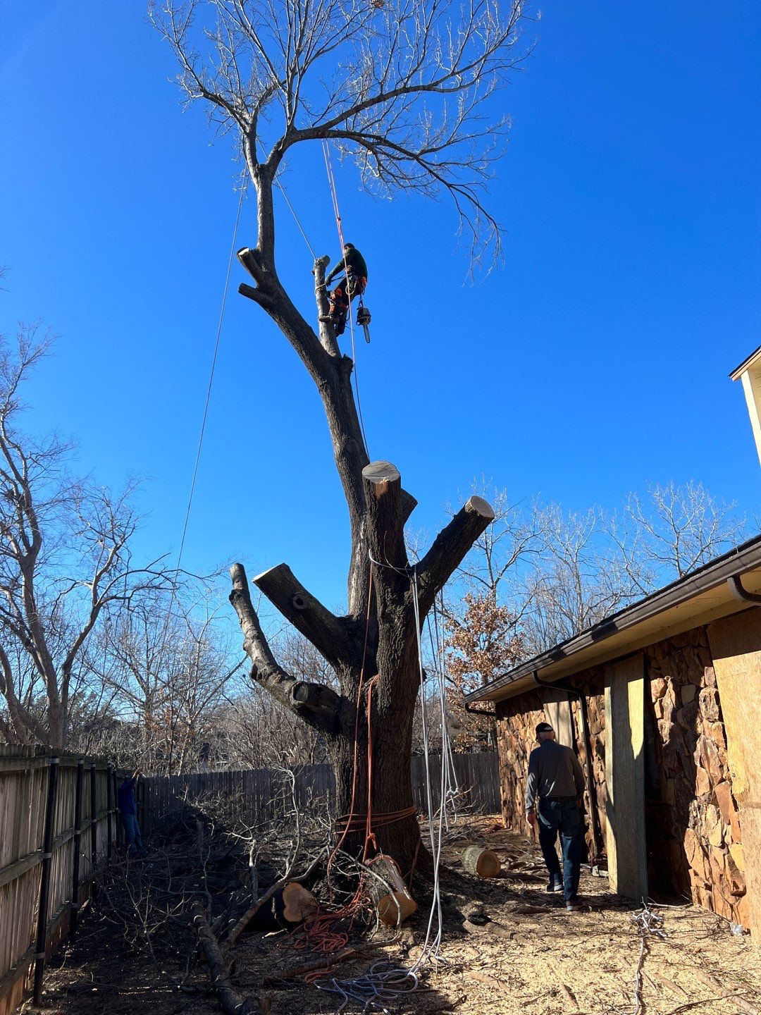 Large Oak Removal by Clays Services Inc