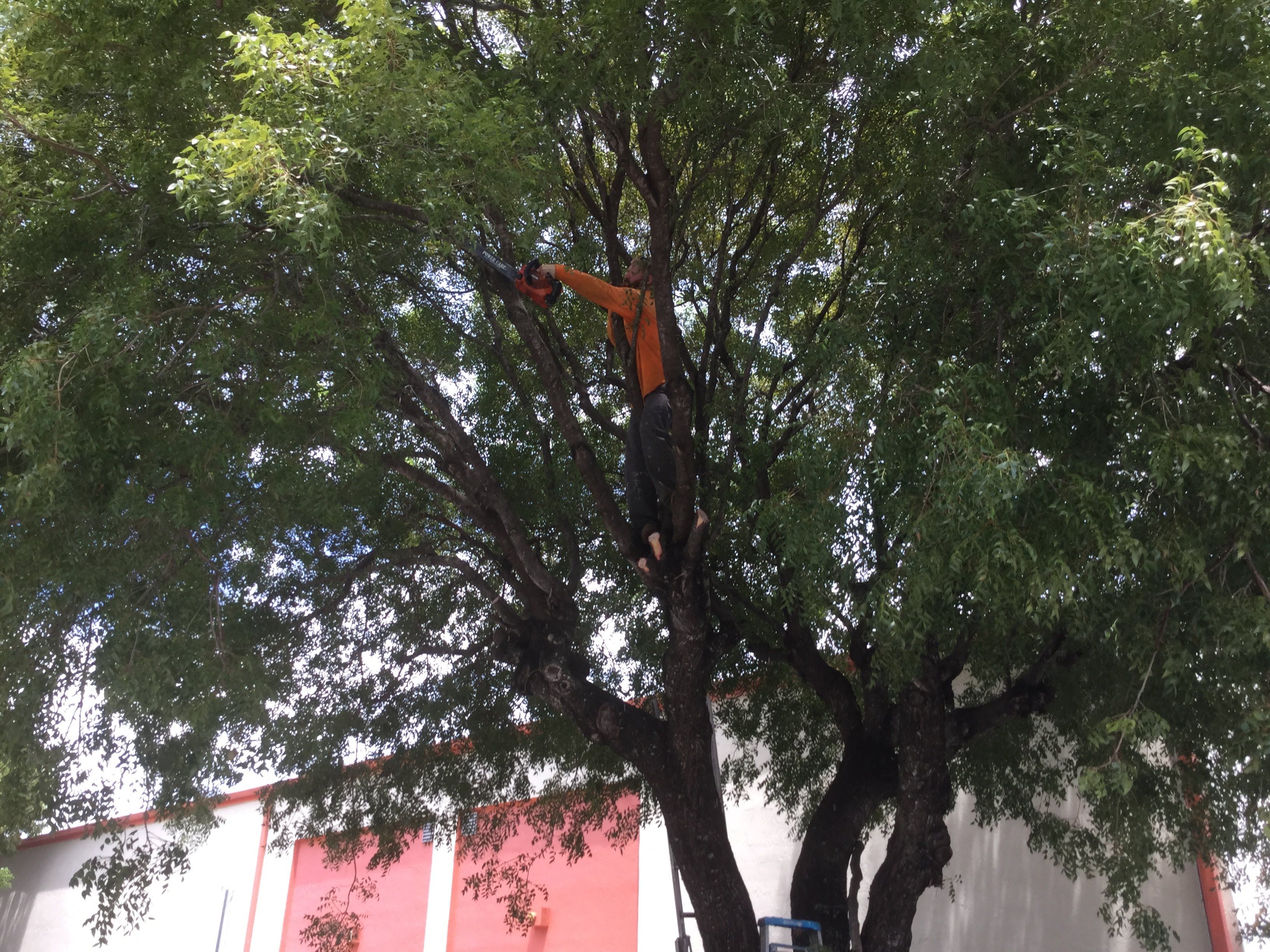 Commercial Tree Trimming & Debris Removal by
M.A.B. Landscaping & Property Maintenance