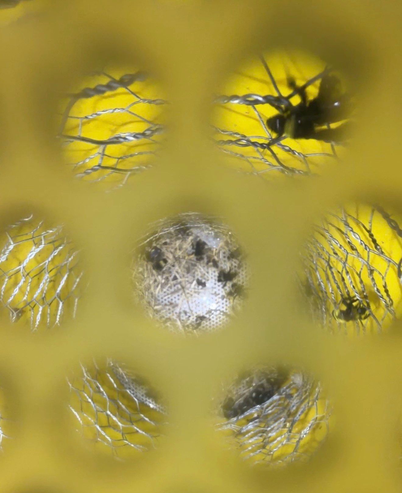 Bumble Bees in a Garage by Rockwall Honey Bee Company