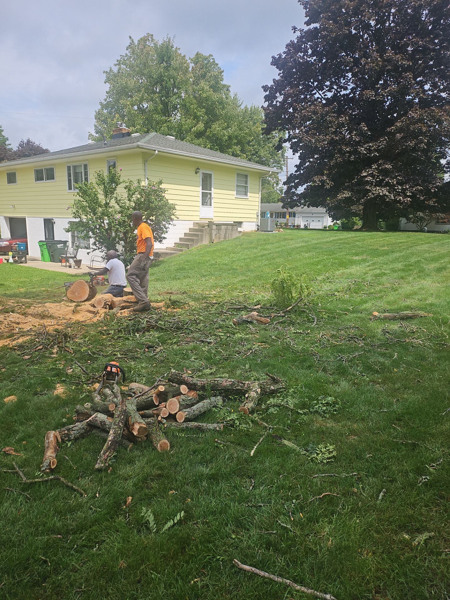 Tree Removal using Tree Removal by Mike Jones & Sons Tree Service LLC 