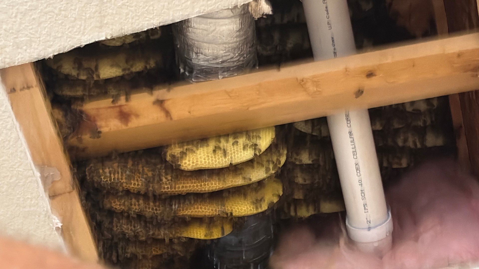 Prosperous Bees by Rockwall Honey Bee Company
