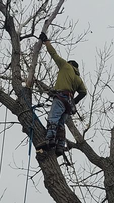 Tree Removal using Chainsaws