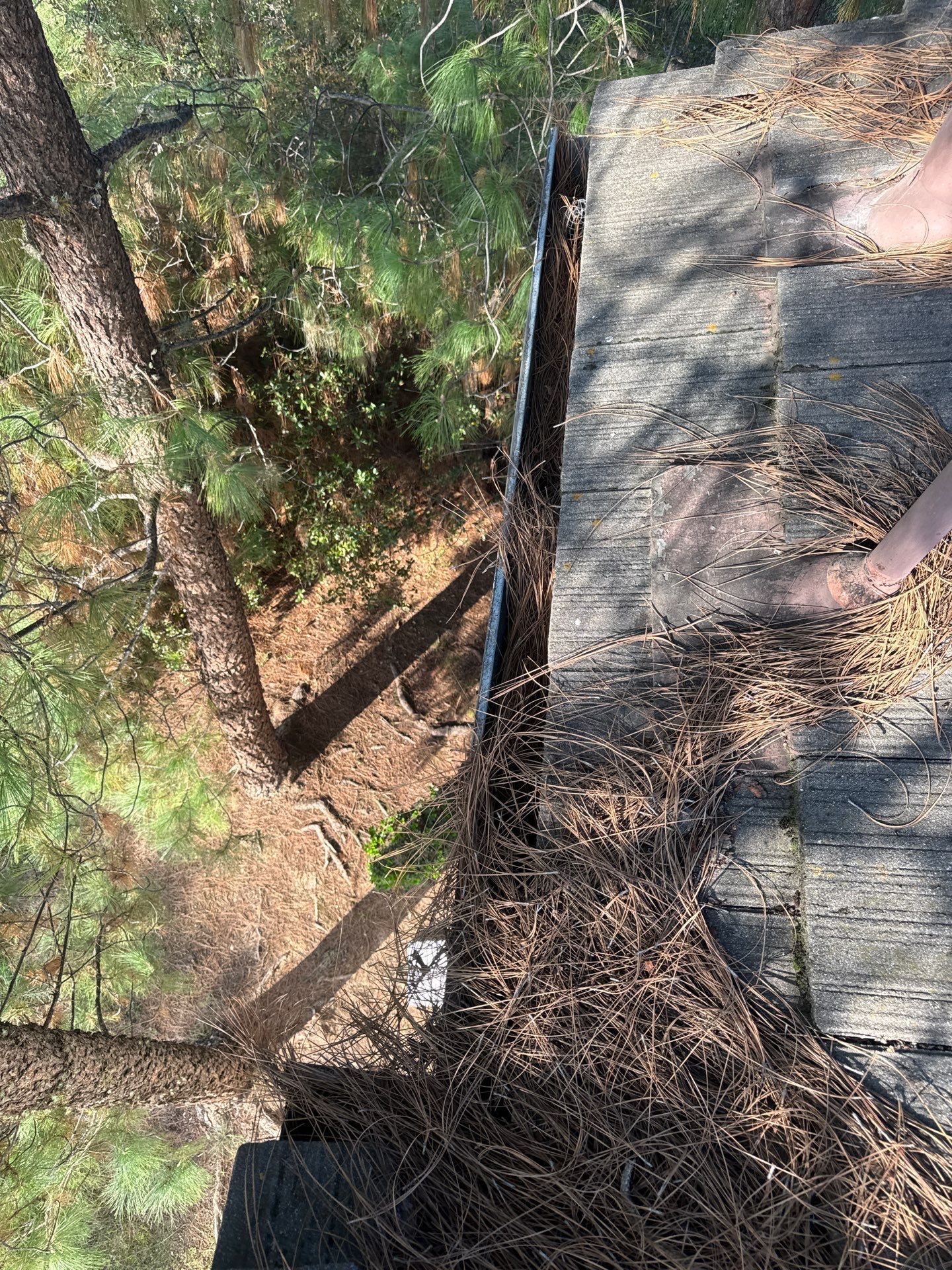 Commercial gutter cleaning Roseville & Rocklin, CA before photo with filled gutters
