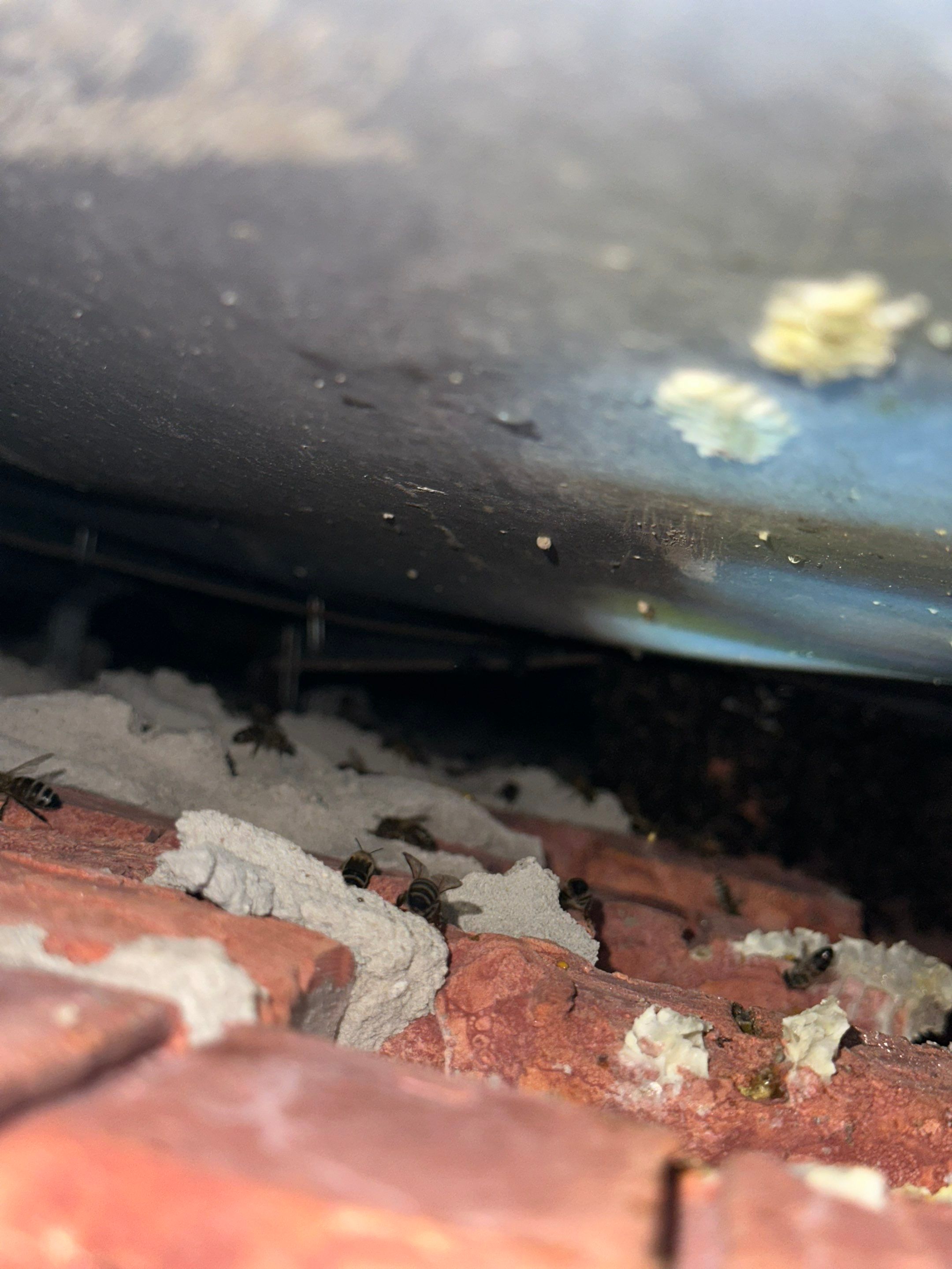 Bees Behind Bricks by Rockwall Honey Bee Company