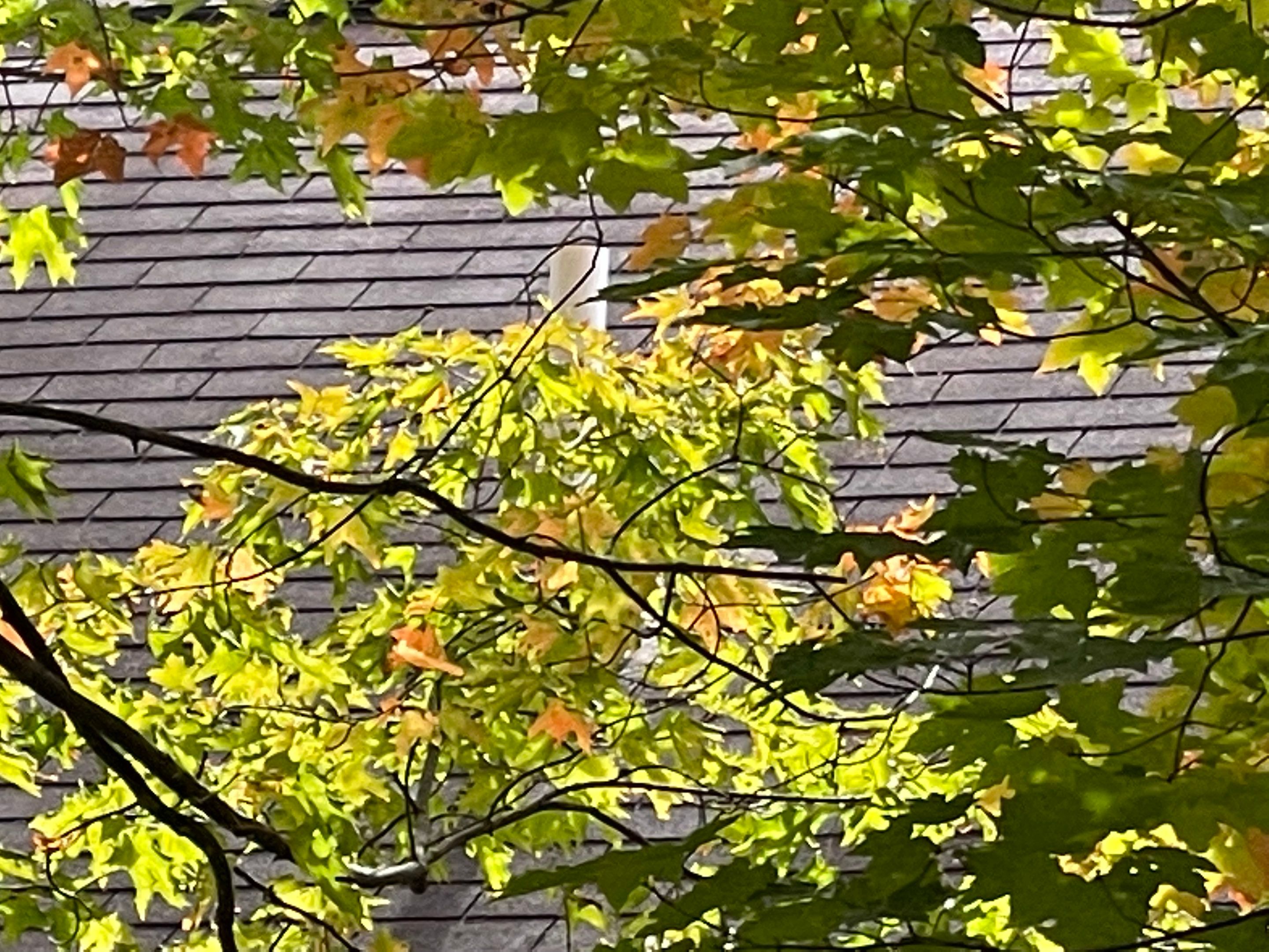 Lutsen Roof Replacement by Rhino Roofing LLC