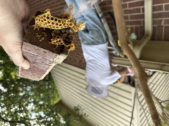 Between Floors by Rockwall Honey Bee Company