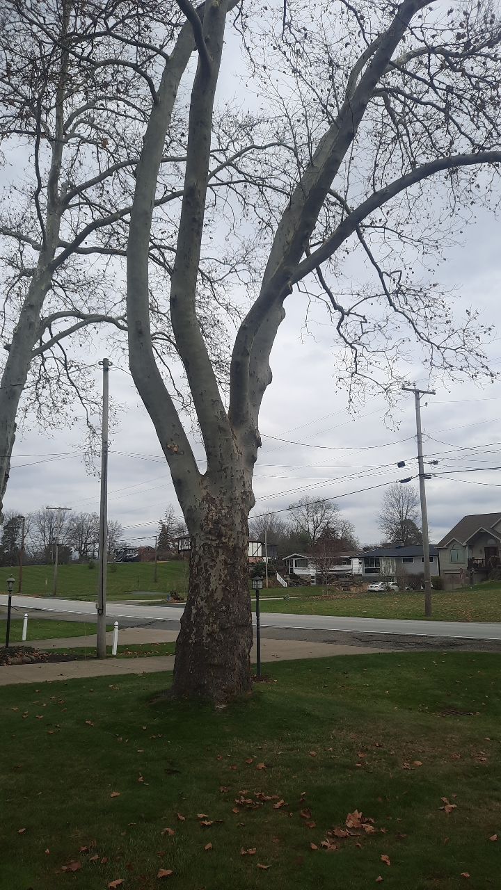 Tree Trimming using Tree Pruing by Mike Jones & Sons Tree Service LLC 