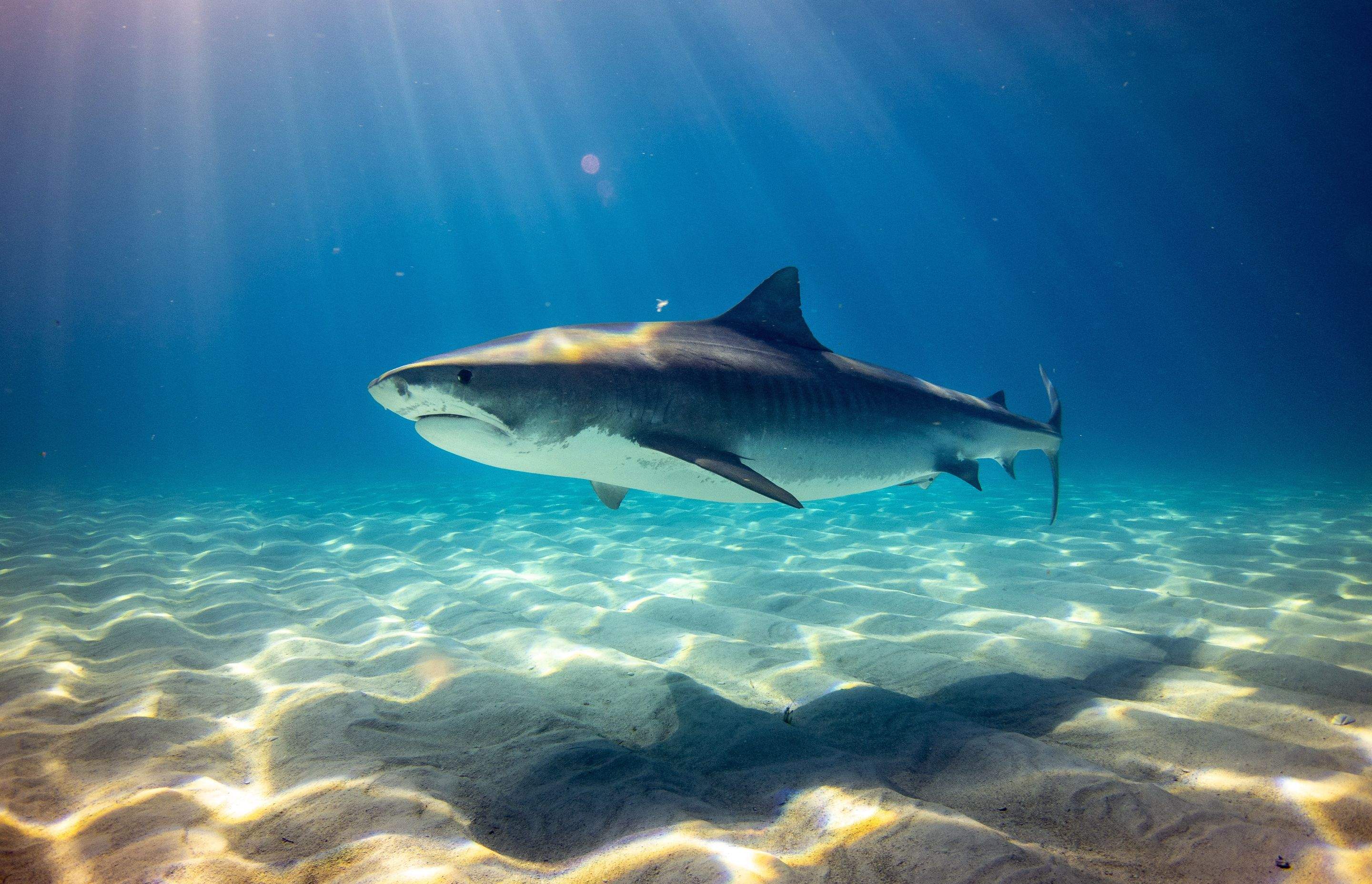 Sharks!!! by CompanyCam
